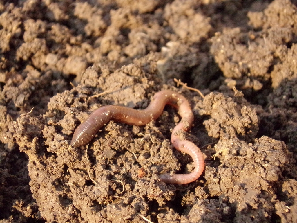 Reflecting on Earthworm Myths and Realities (image credits: rawpixel)