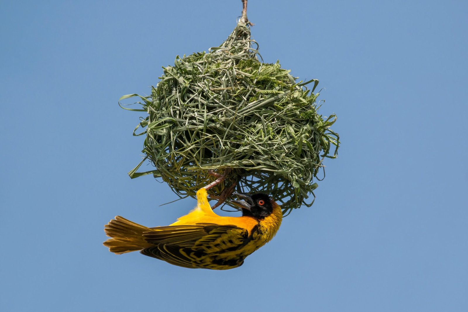 Decoy Nests: Outsmarting Predators With Misdirection (image credits: wikimedia)