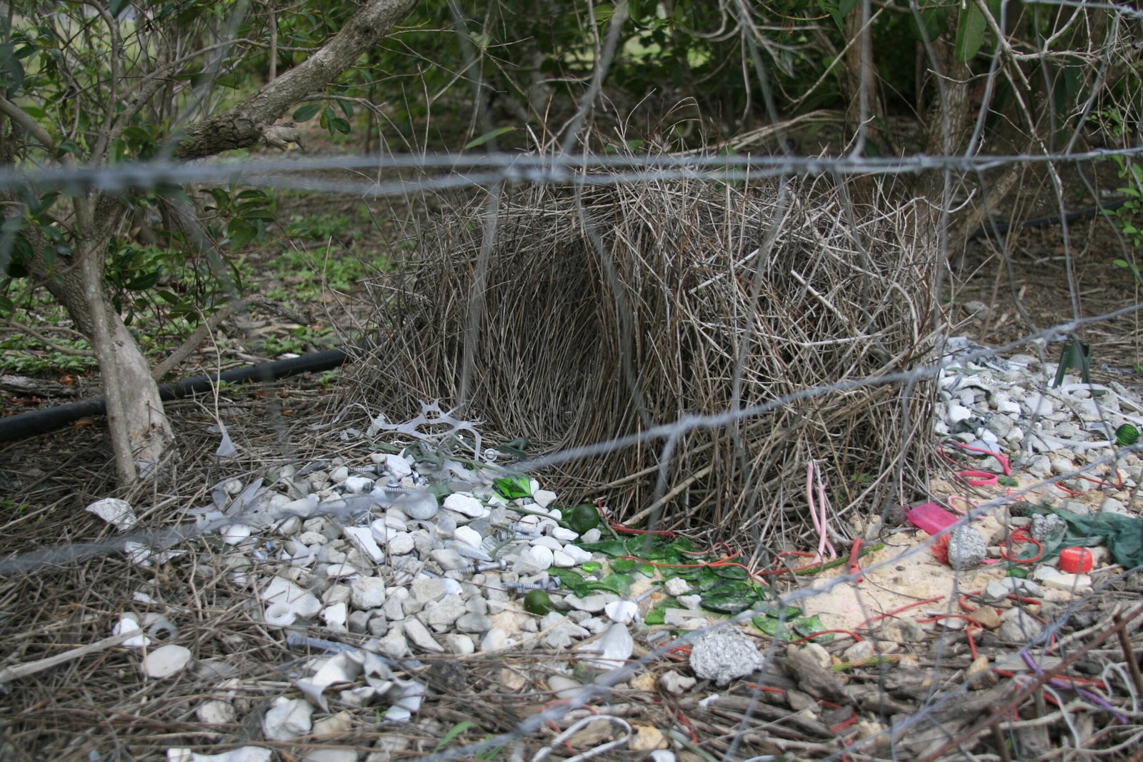 The Artistry of the Bowerbird: When Nests Become Installations (image credits: wikimedia)