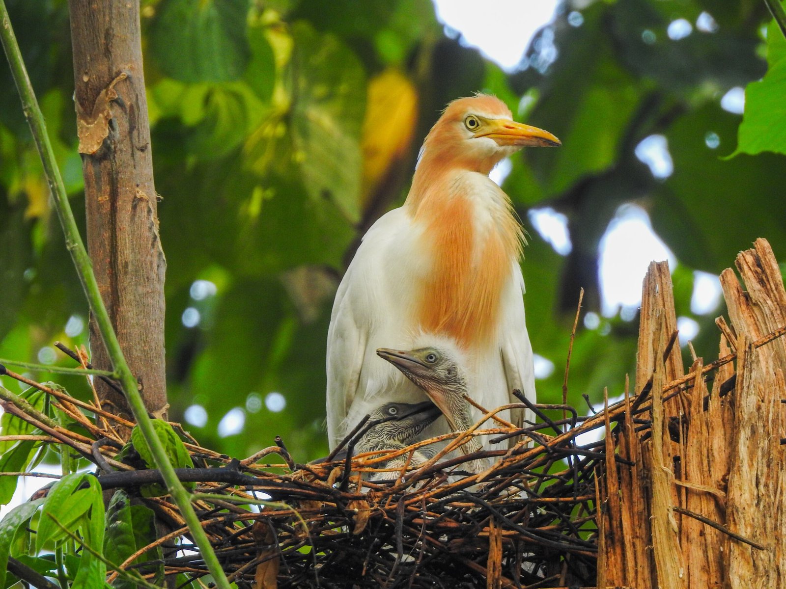 Geographic Variations: How Environment Shapes Nesting Behavior (image credits: wikimedia)