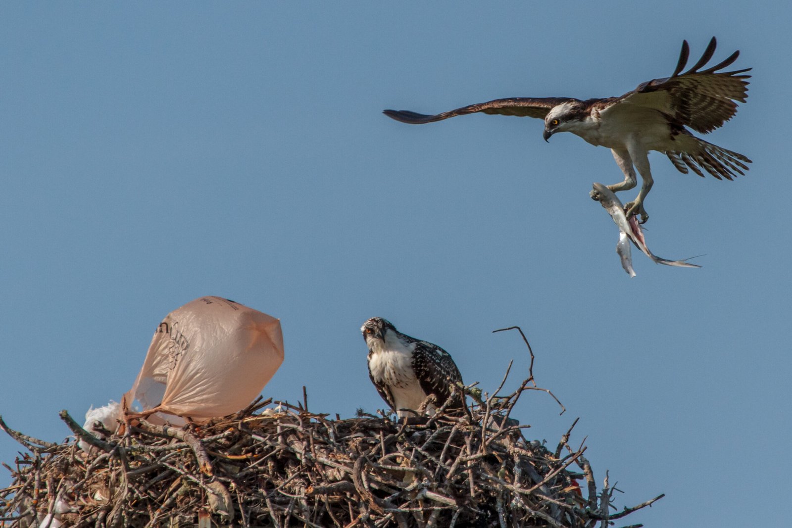 Human Impact: How Our Actions Affect Bird Creativity (image credits: wikimedia)