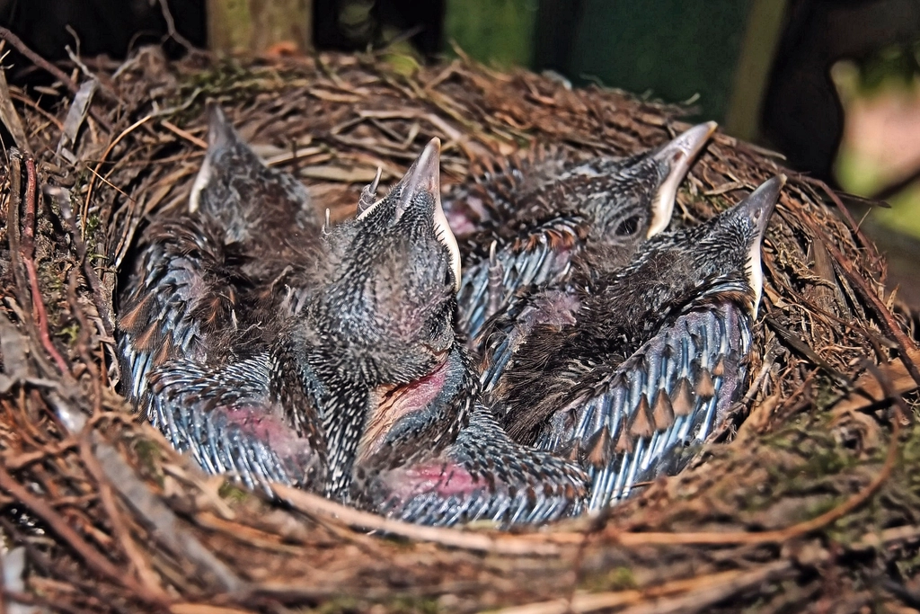 The Emotional Power of Bird Nests: Wonder, Inspiration, and Connection (image credits: rawpixel)