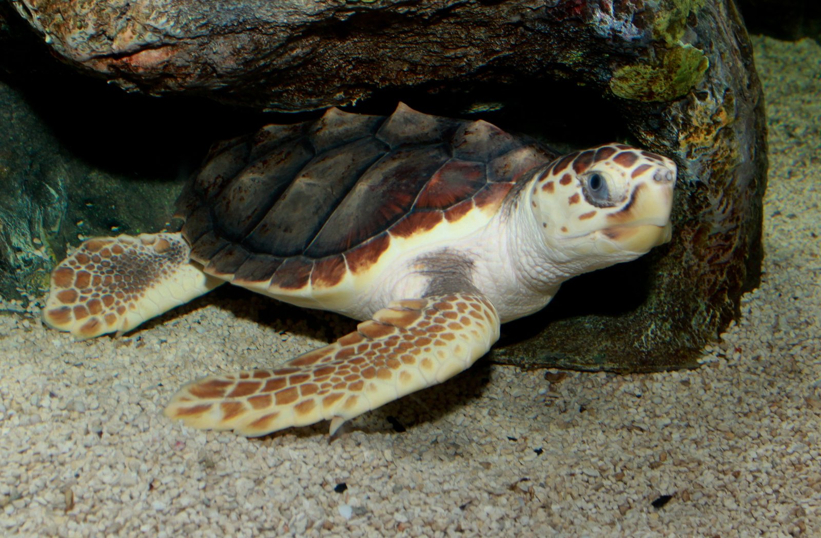 Case Study: The Plight of the Loggerhead Turtle (image credits: wikimedia)