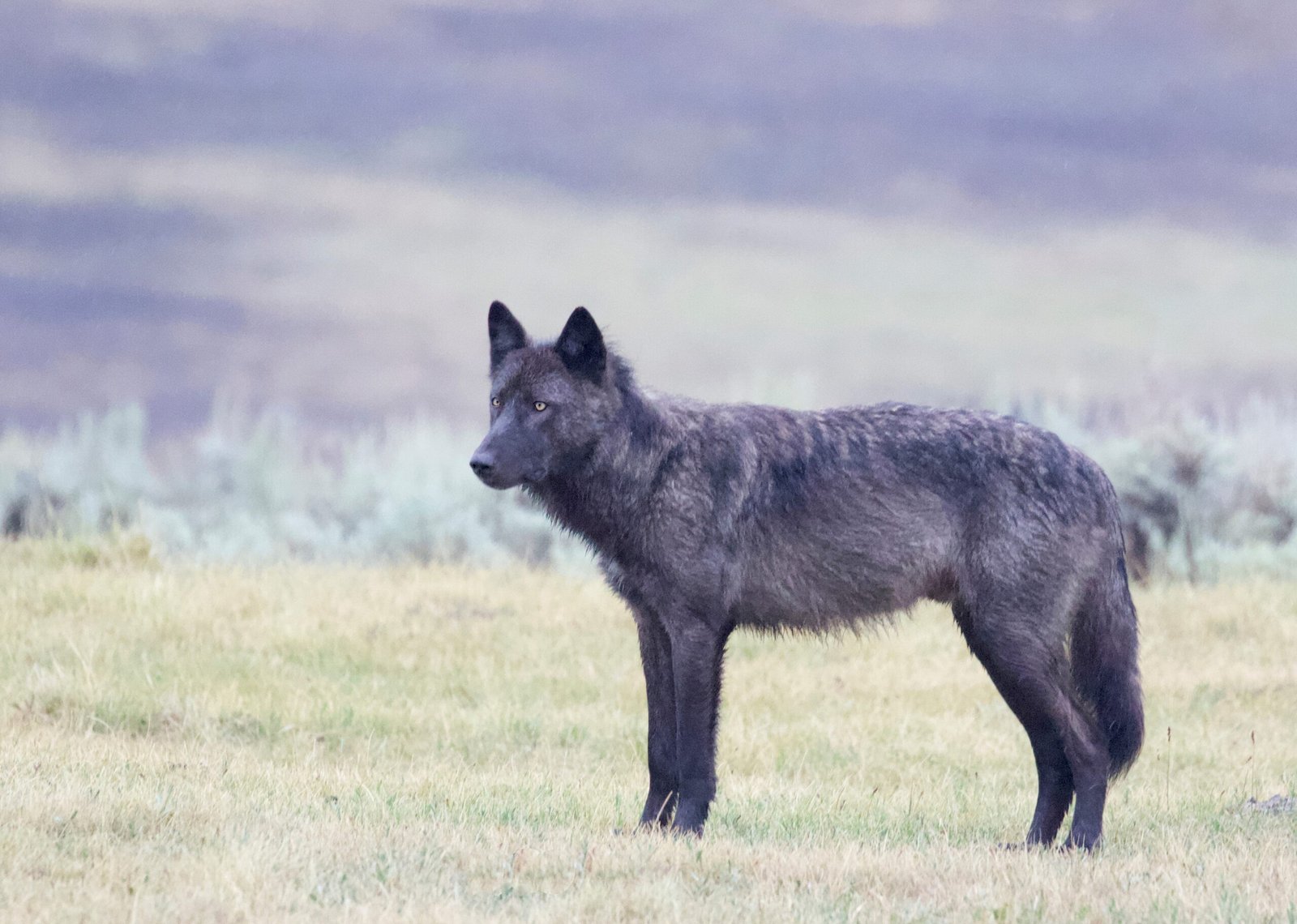 Wolf Reintroduction: A Bold Experiment (image credits: wikimedia)