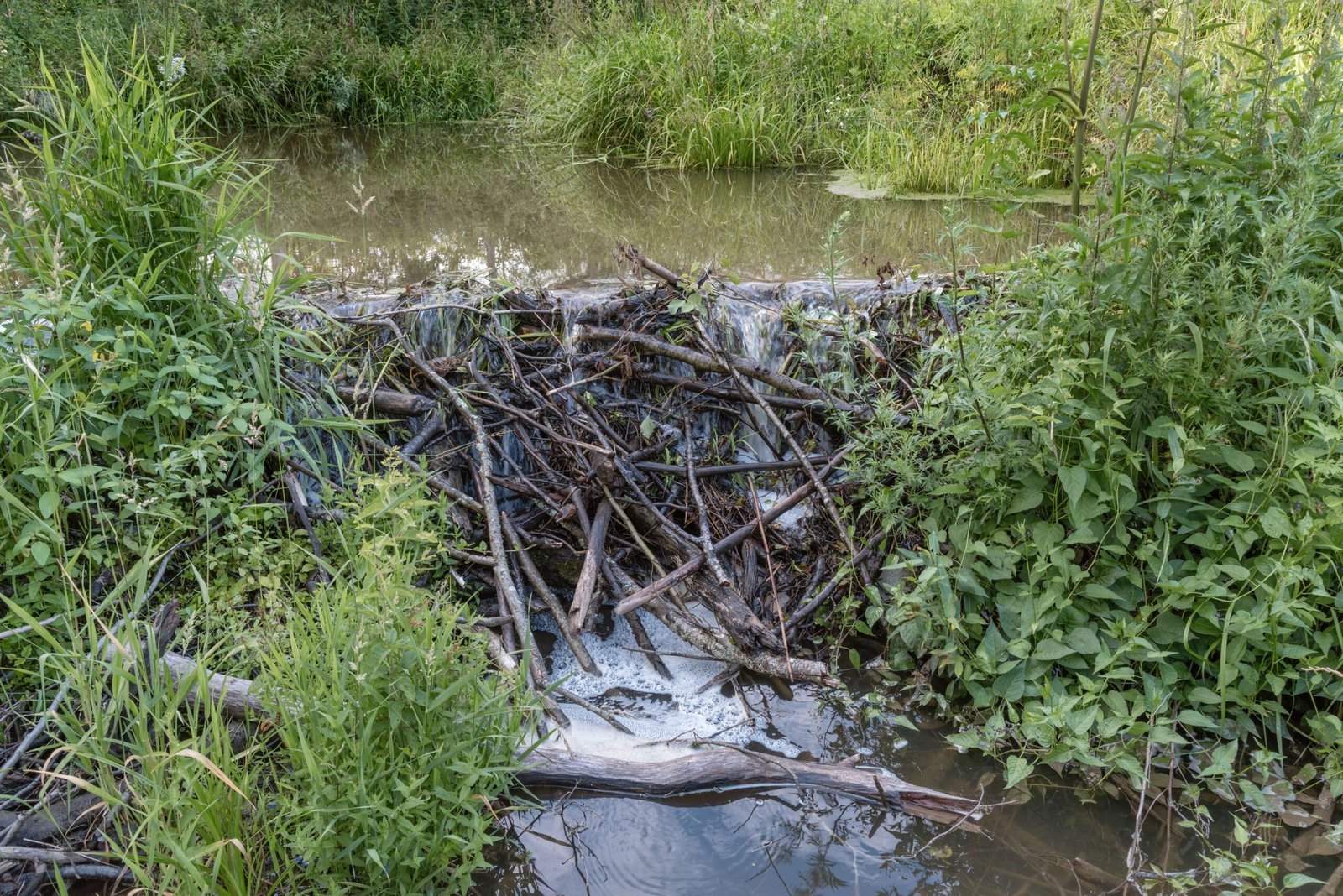 Beavers Return: Engineers of the Wild (image credits: wikimedia)