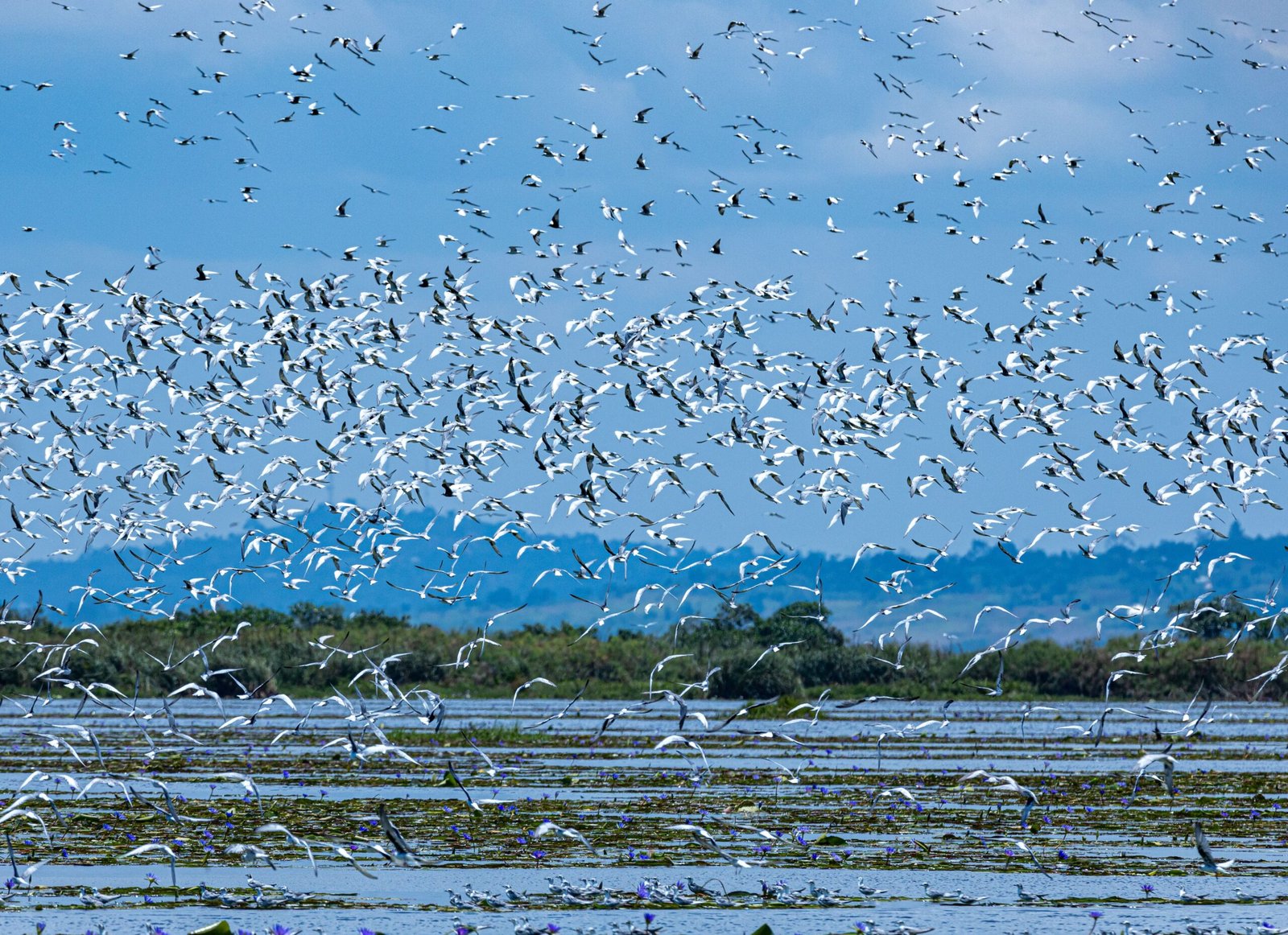 Birds and Insects: A Symphony of New Life (image credits: wikimedia)