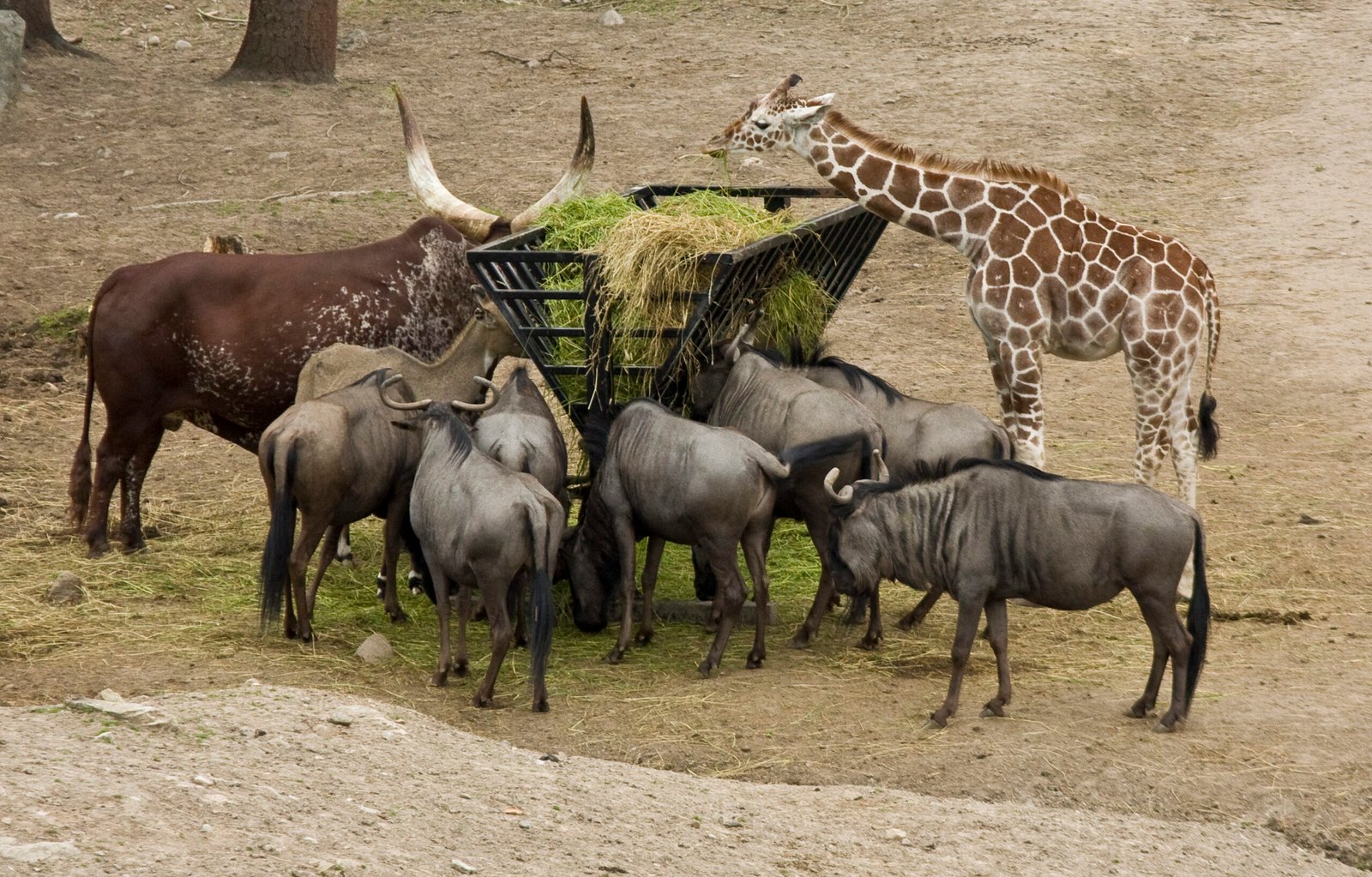 Kolmården Wildlife Park, Sweden (image credits: wikimedia)