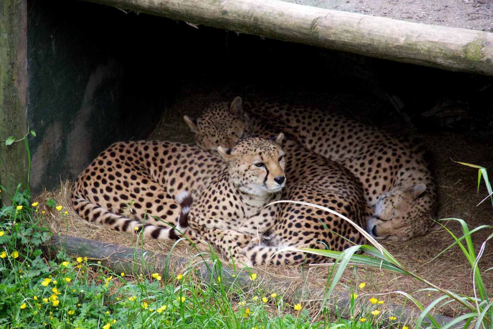 Chester Zoo, England (image credits: wikimedia)