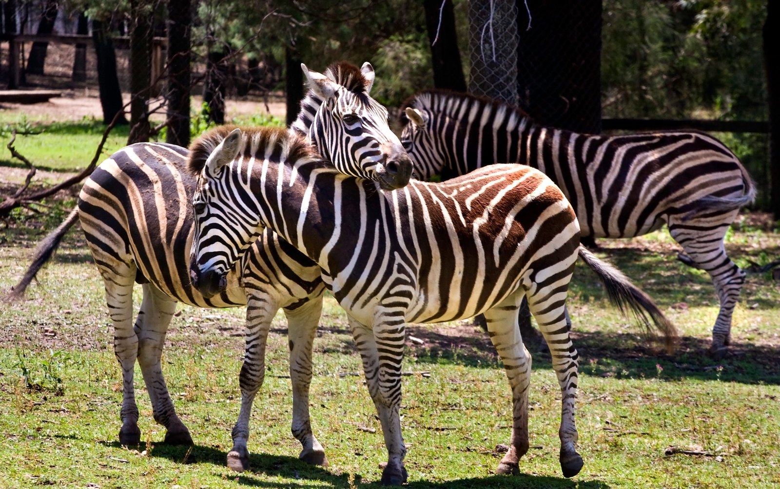 Taronga Western Plains Zoo, Australia (image credits: wikimedia)
