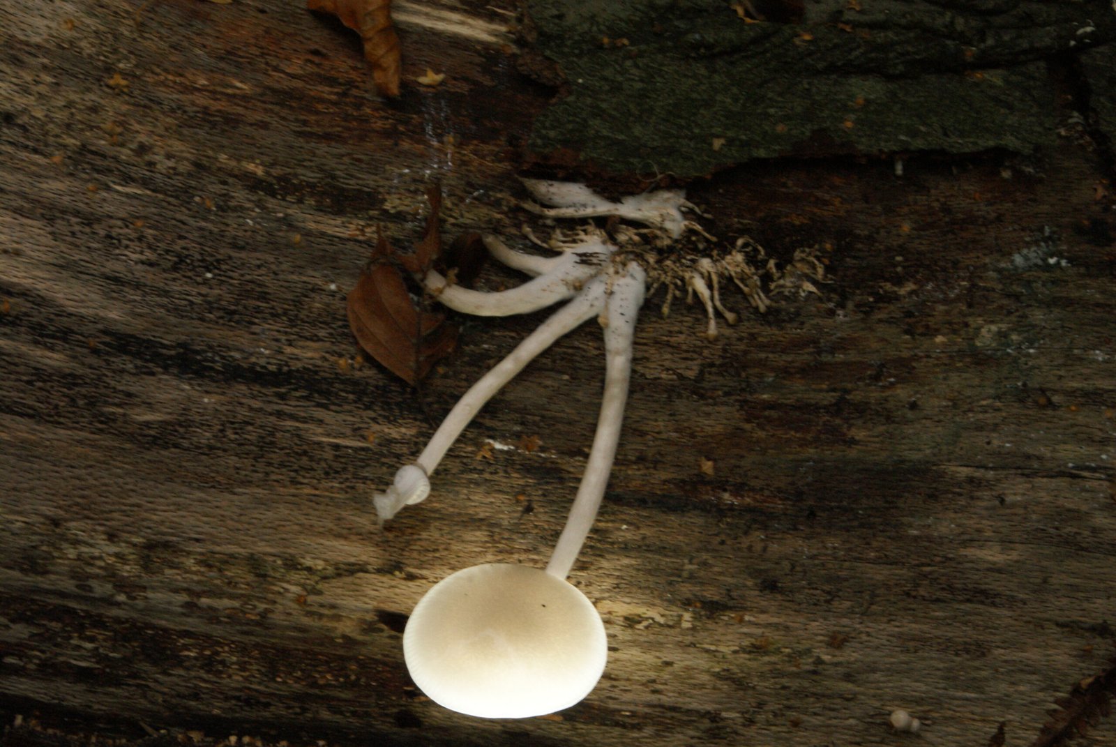 Meet the Glowing Mushrooms (image credits: wikimedia)