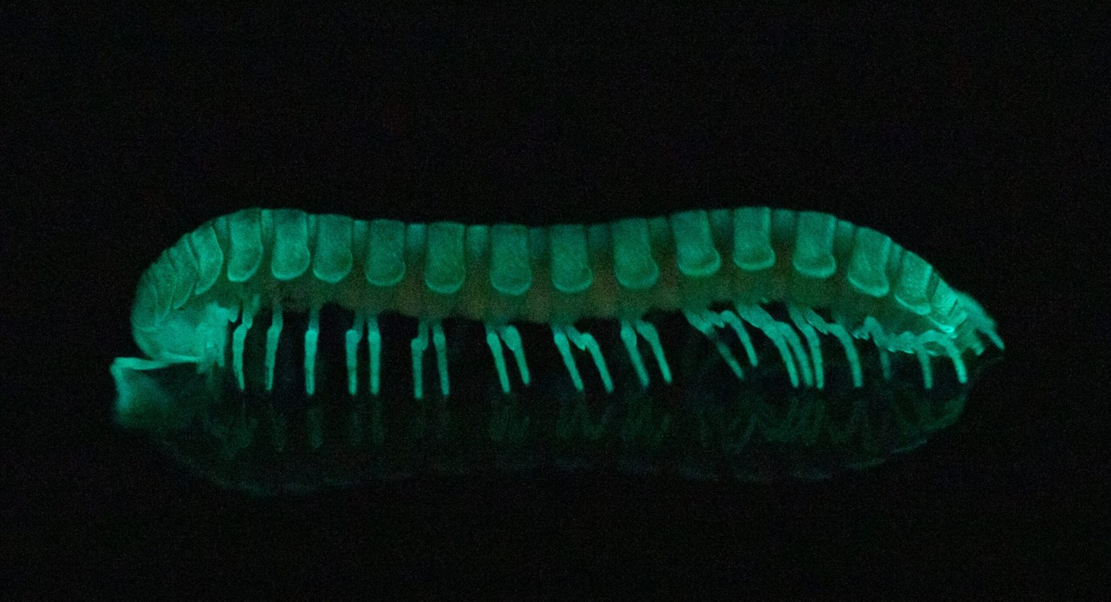 Glowing Millipedes and Other Surprises (image credits: wikimedia)