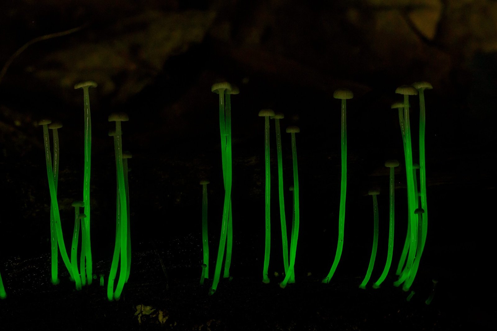 Where to Find Bioluminescent Forest Wonders (image credits: wikimedia)