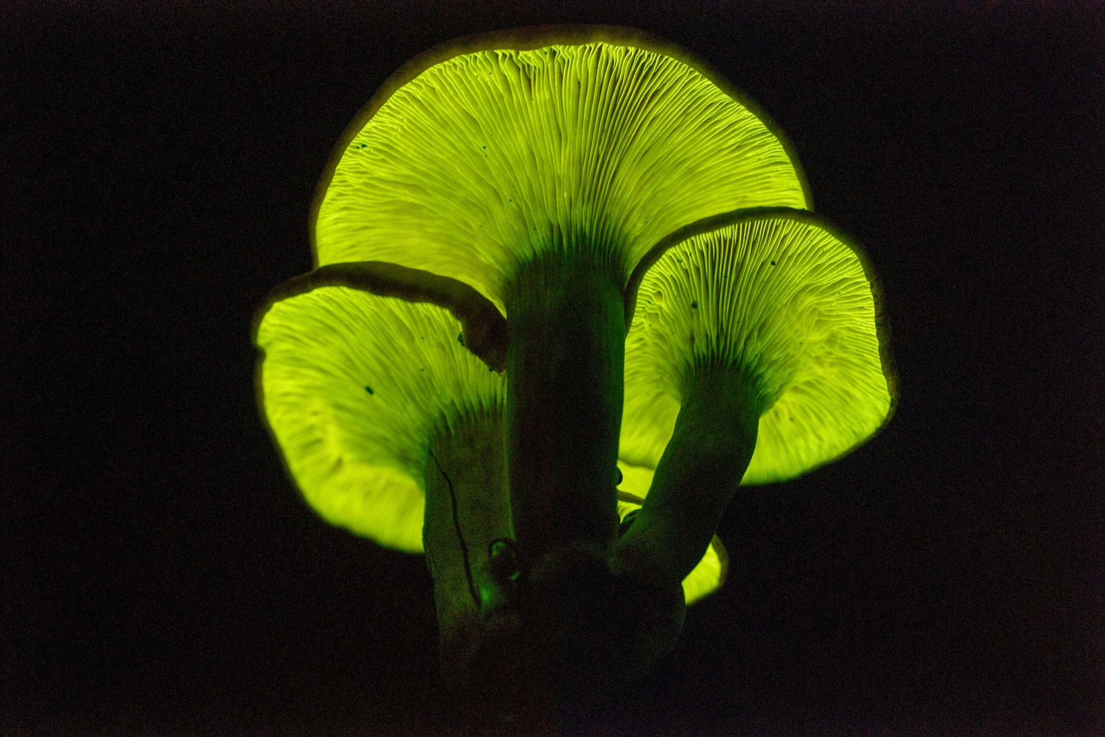 Reflections on Nature’s Hidden Lights (image credits: wikimedia)