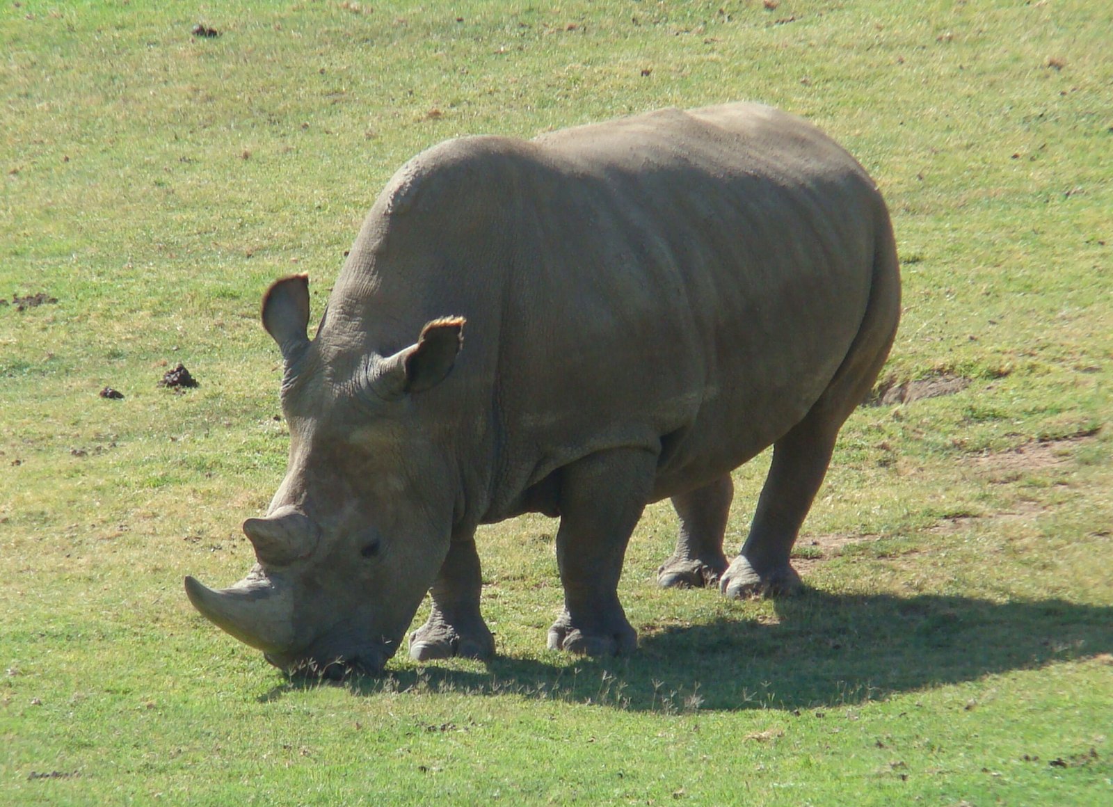 The Last Survivors: Najin and Fatu (image credits: wikimedia)
