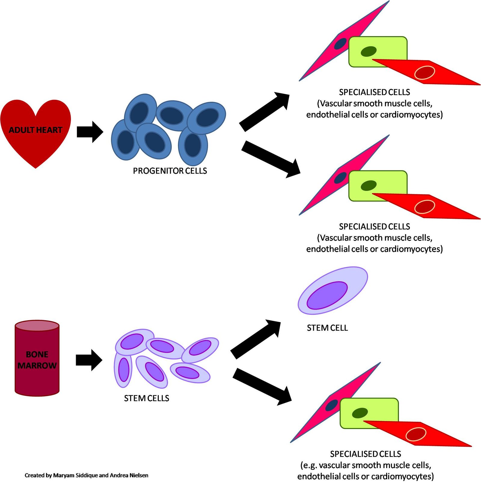 Understanding Stem Cells: The Basics (image credits: wikimedia)