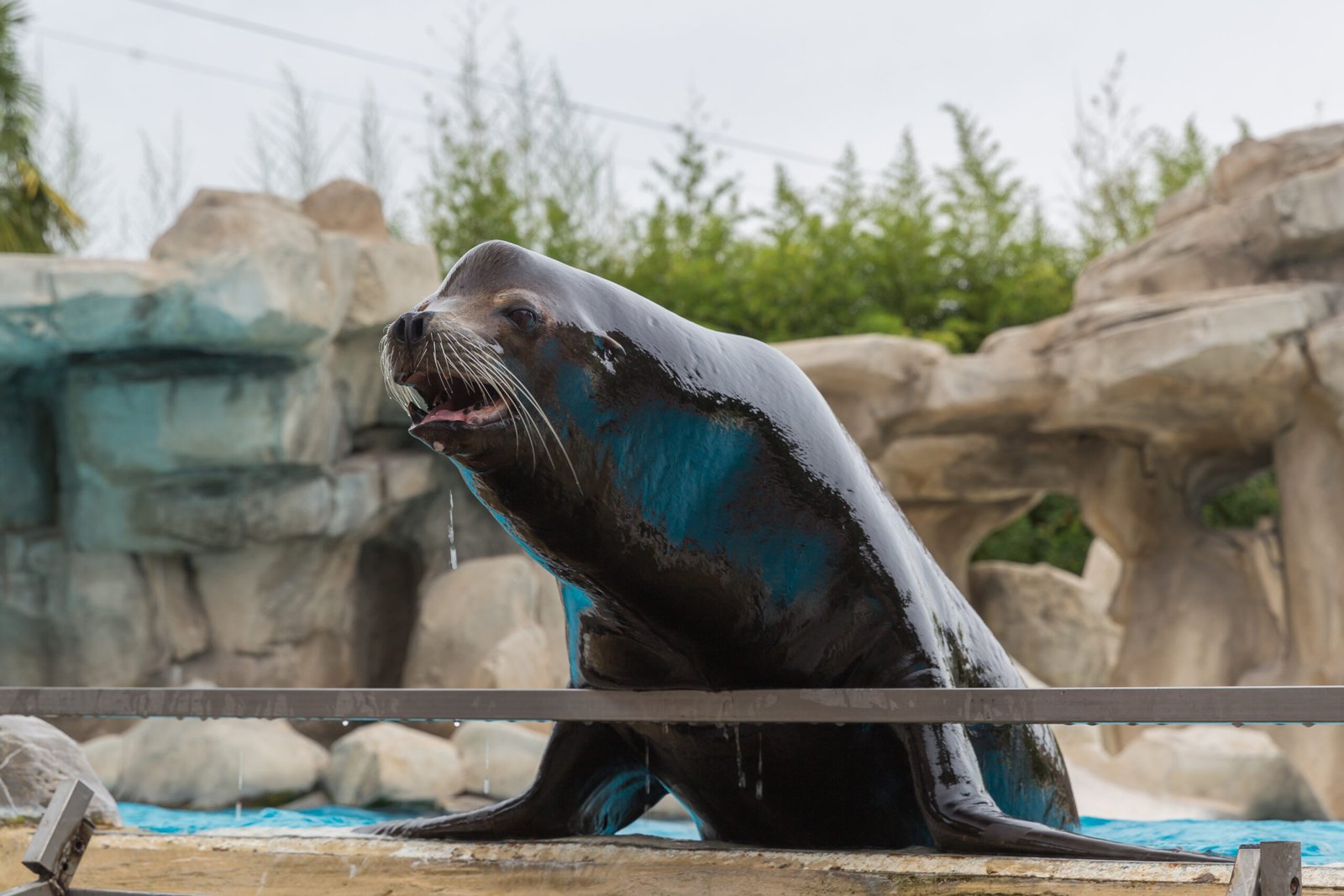 The Enigmatic Sea Lions of California (image credits: wikimedia)