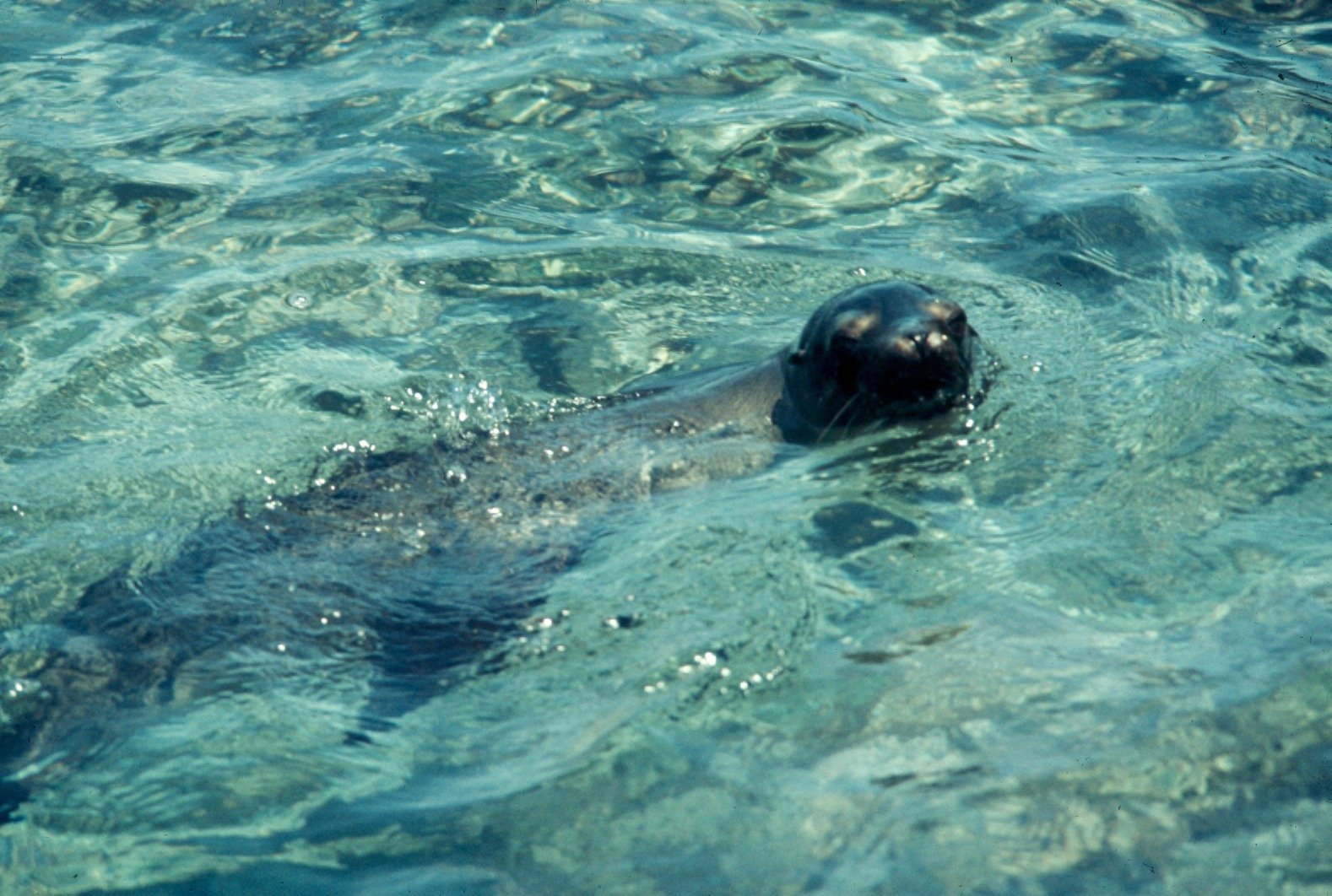 How Domoic Acid Affects Sea Lion Brains (image credits: wikimedia)