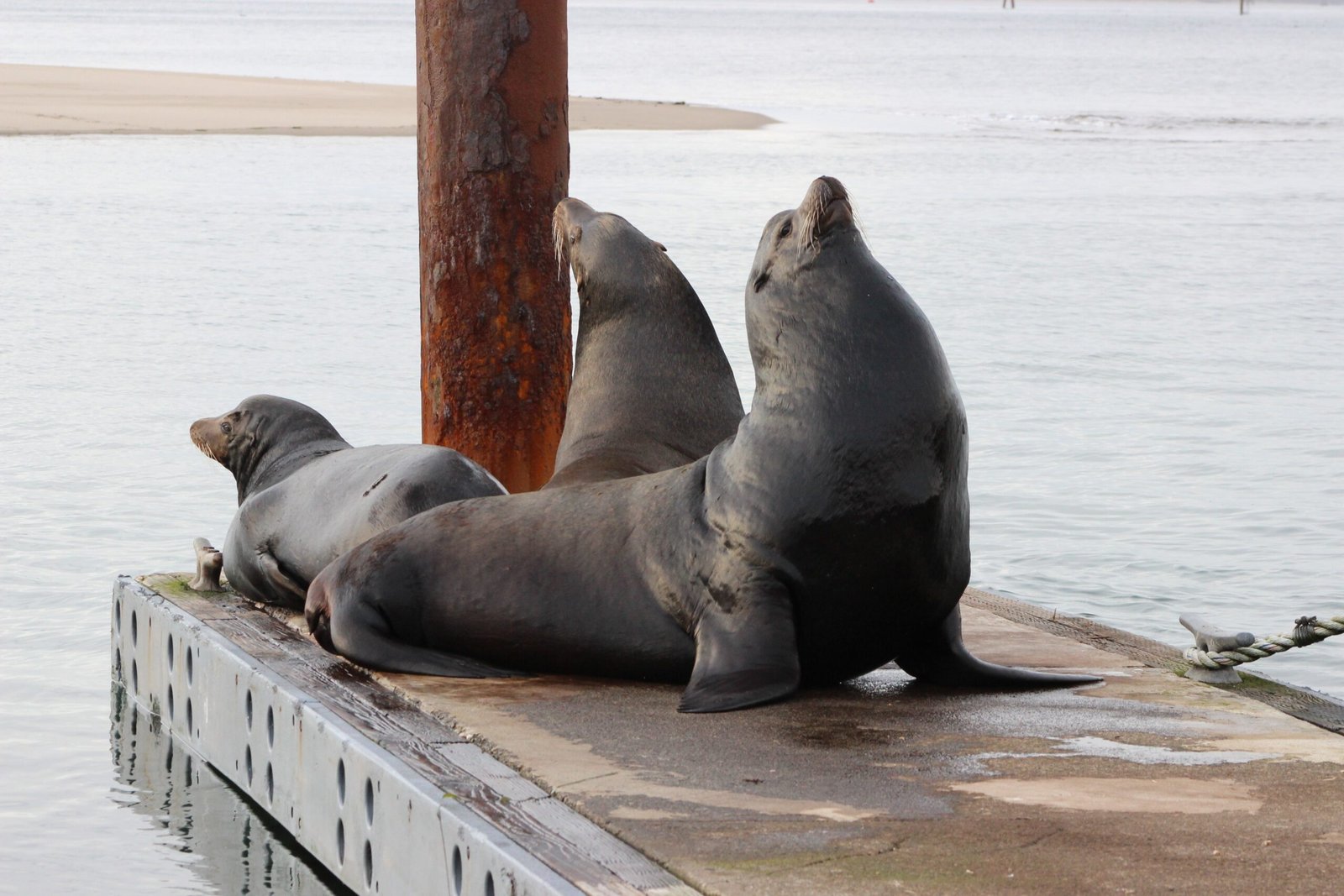 From Playful to Perilous: Stories of Aggression (image credits: wikimedia)