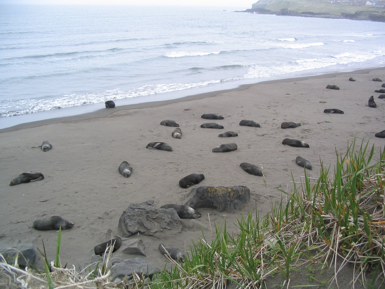 Ecological Ripple Effects (image credits: wikimedia)