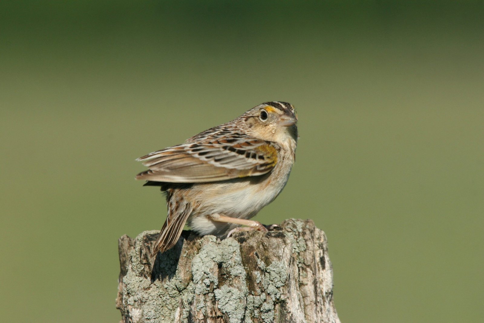 The Rarest Songbird in North America (image credits: wikimedia)