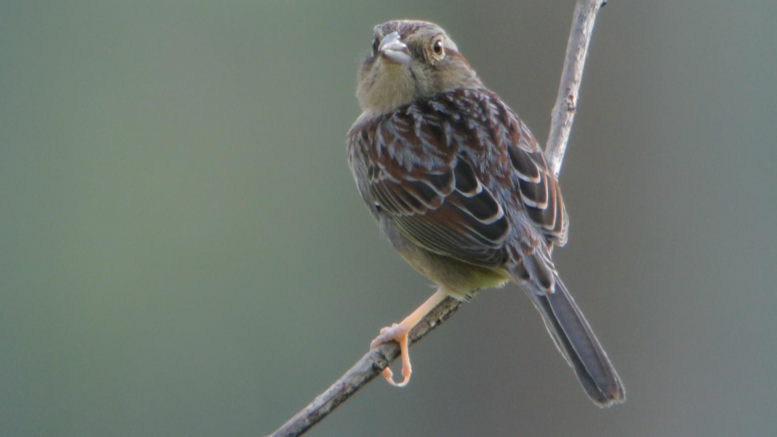 The Science Behind Saving a Species (image credits: wikimedia)