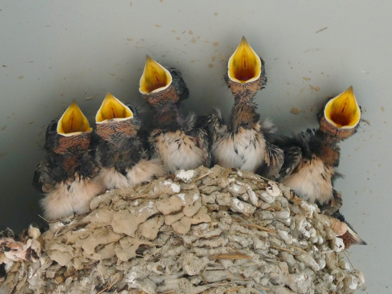 Captive Breeding: Raising Hope, One Chick at a Time (image credits: wikimedia)