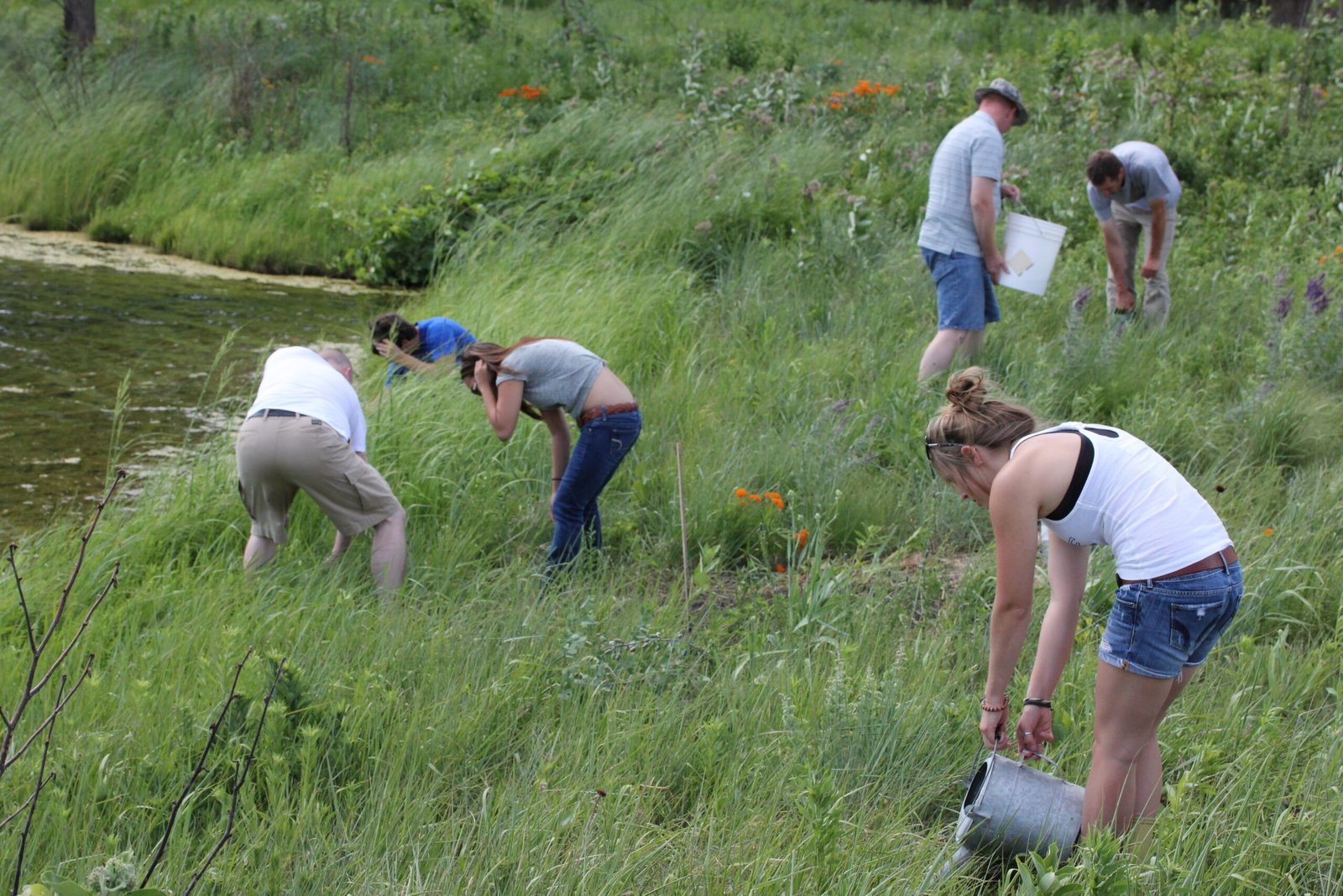 Restoring the Prairie: Bringing Back a Home (image credits: wikimedia)
