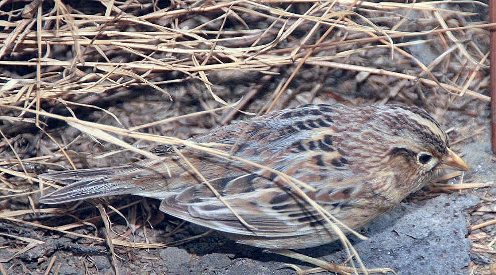 Signs of Recovery: A Song Returns (image credits: wikimedia)
