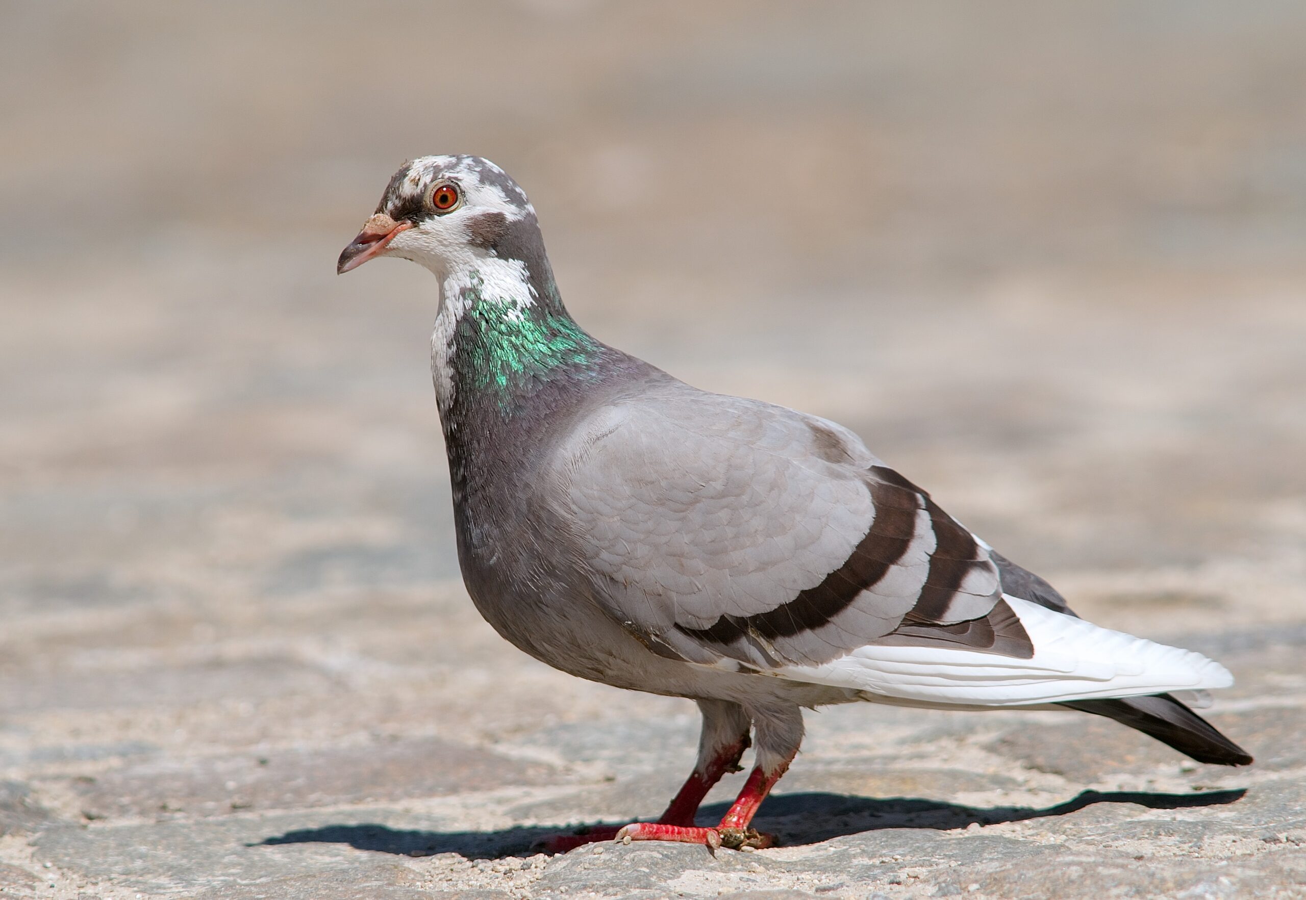 Why Pigeons Are Actually Super Smart (And Not Just City Pests)