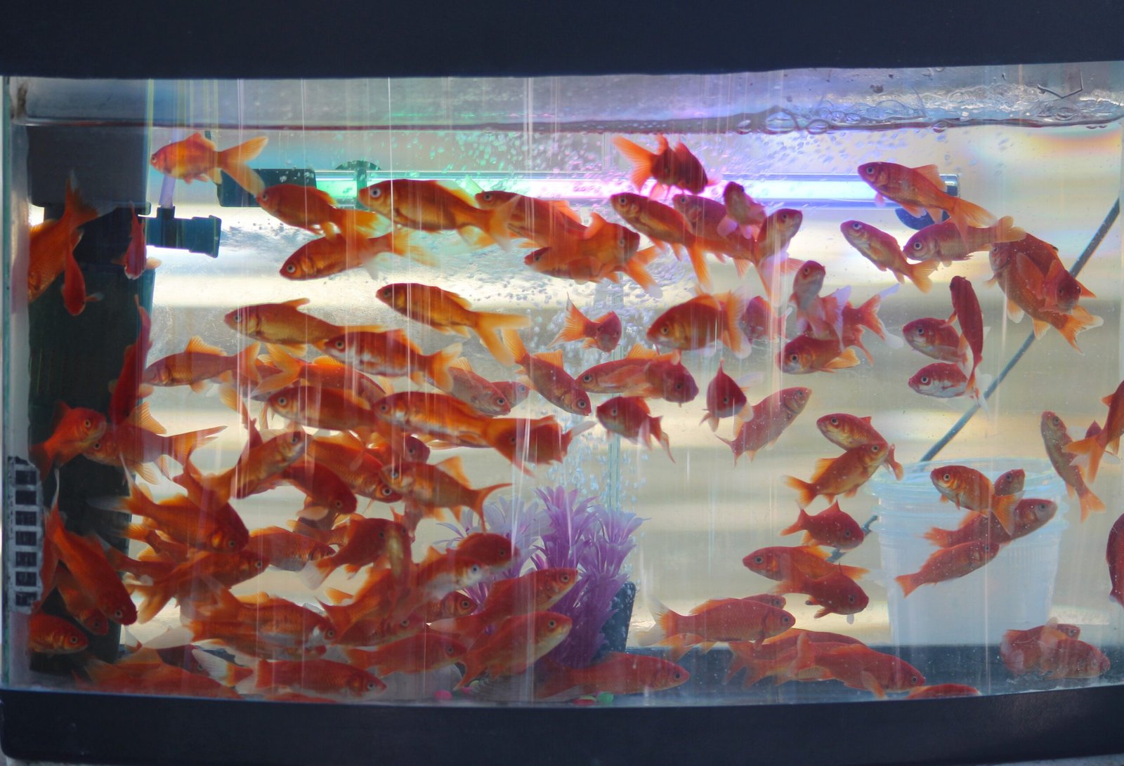 Caring for Goldfish: The Role of Memory (image credits: wikimedia)