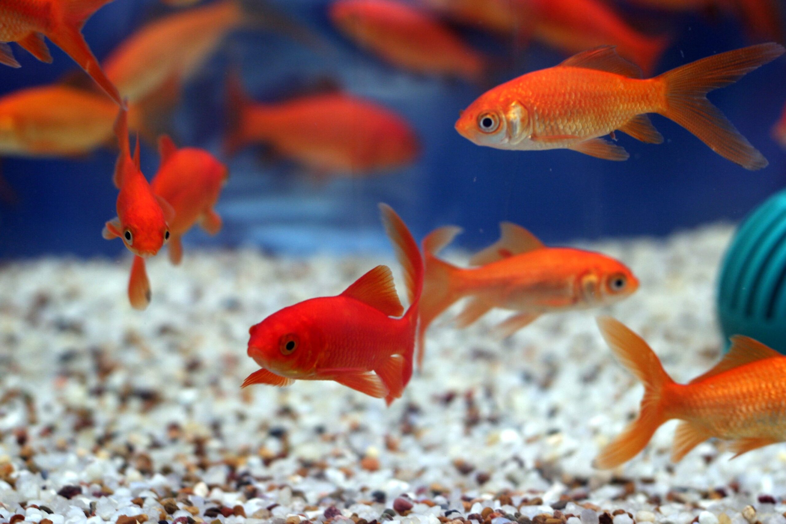 The Surprising Truth About Goldfish Memory (It’s Not 3 Seconds!)