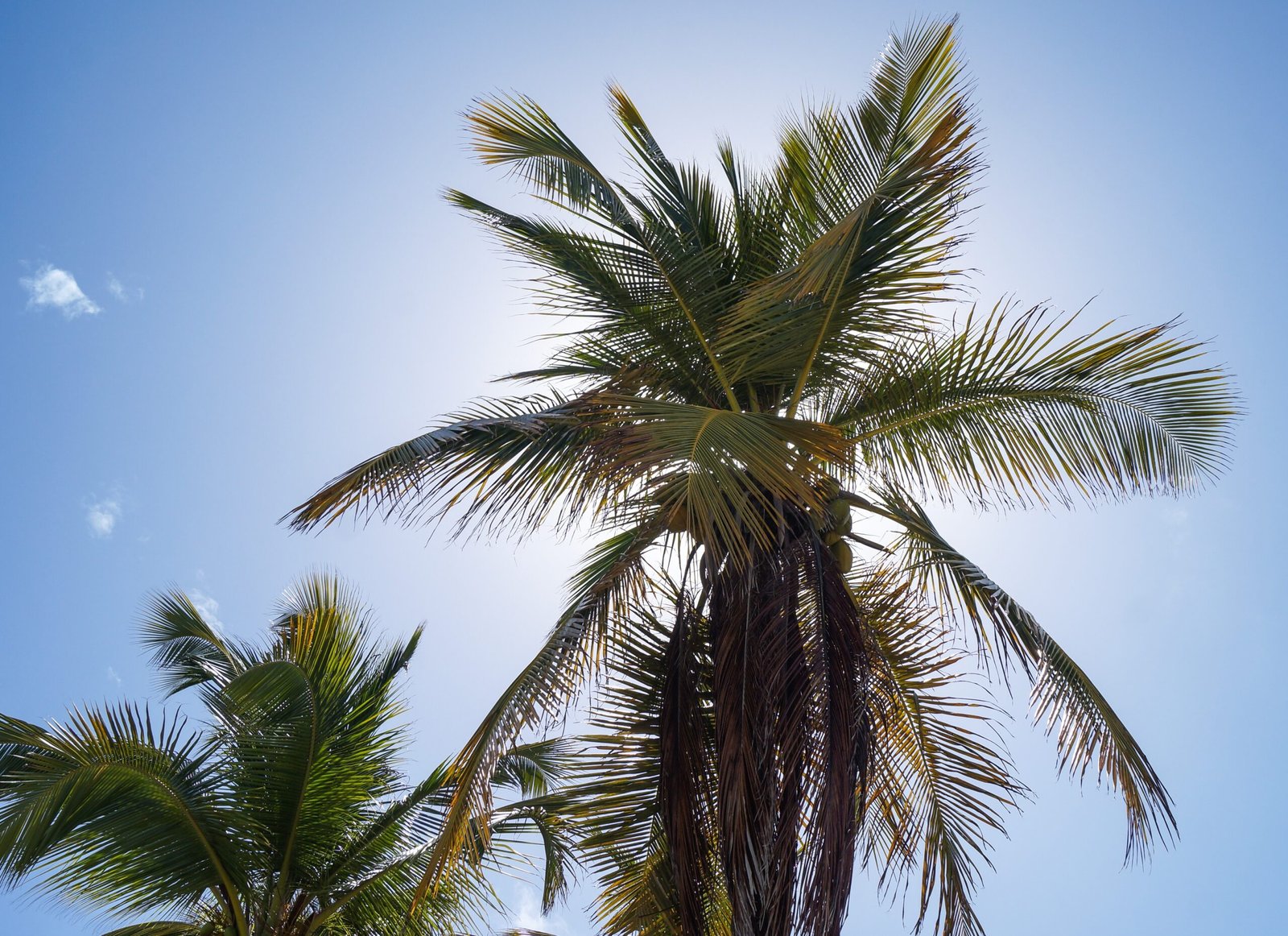 The Ancient Partnership: Sloths and Palms (image credits: wikimedia)