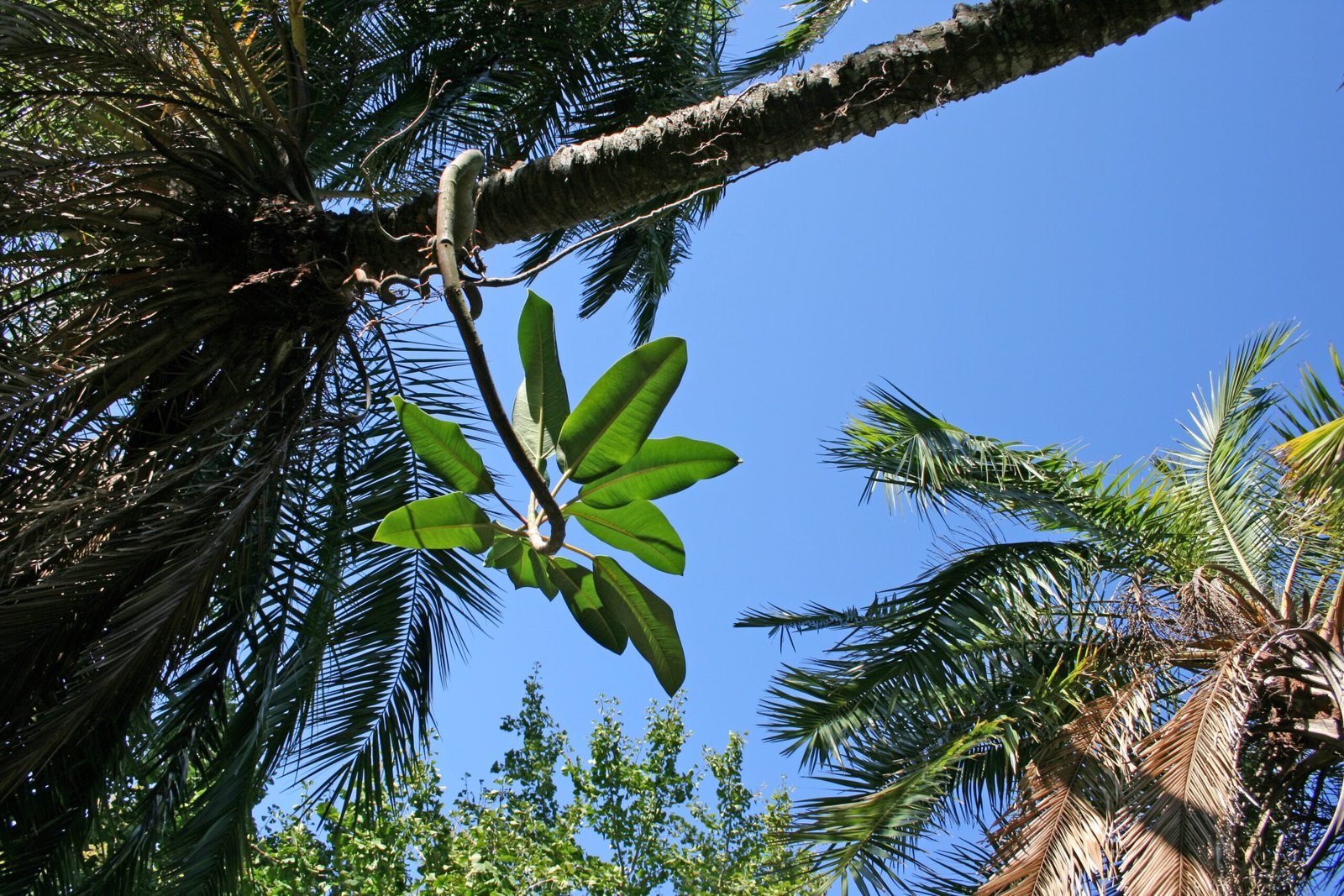 Nature’s Surprising Workarounds (image credits: wikimedia)
