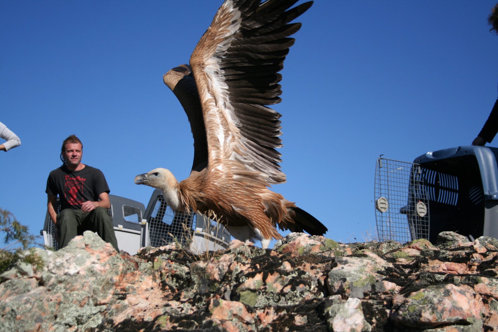 Reintroduction: Returning Animals to the Wild (image credits: wikimedia)