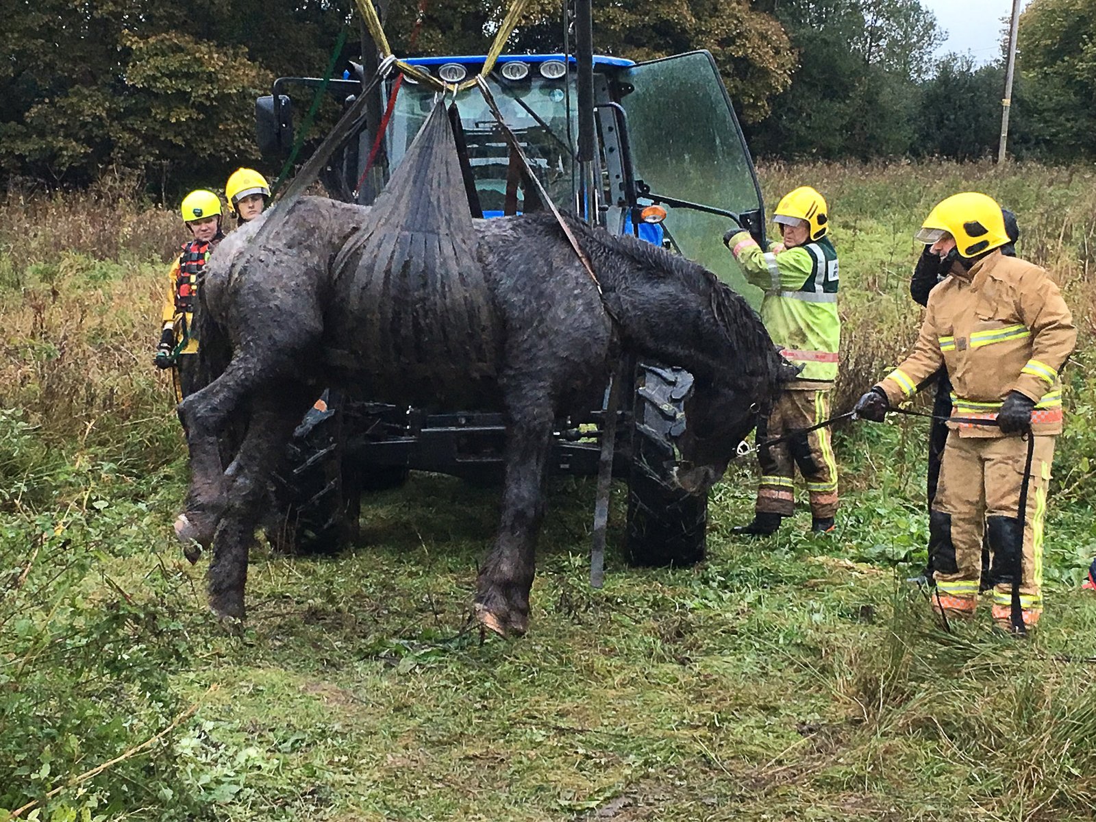Rescue and Rehabilitation: Saving Animals in Crisis (image credits: wikimedia)