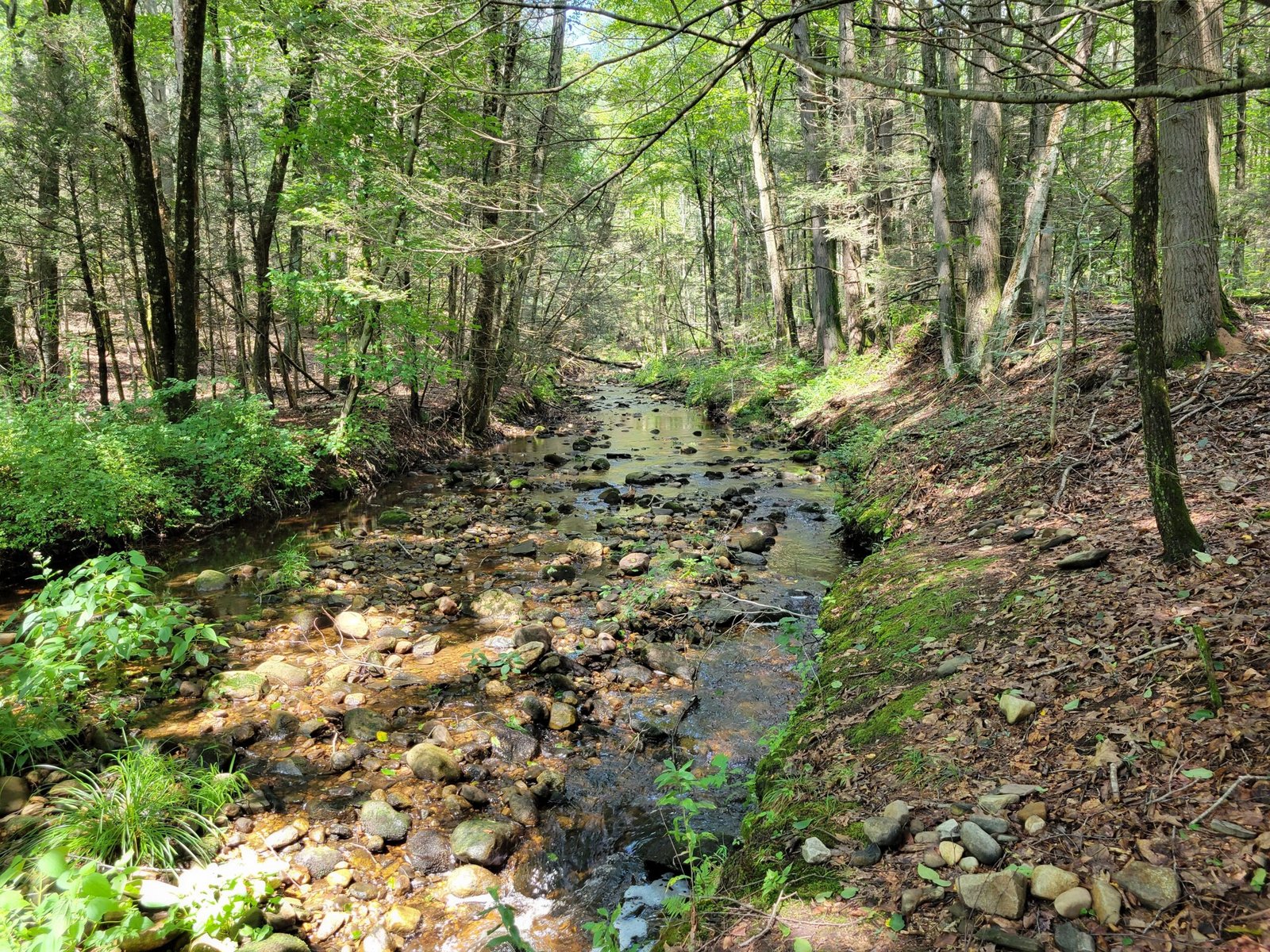 Embracing Technology: A New Frontier for Conservation (image credits: wikimedia)