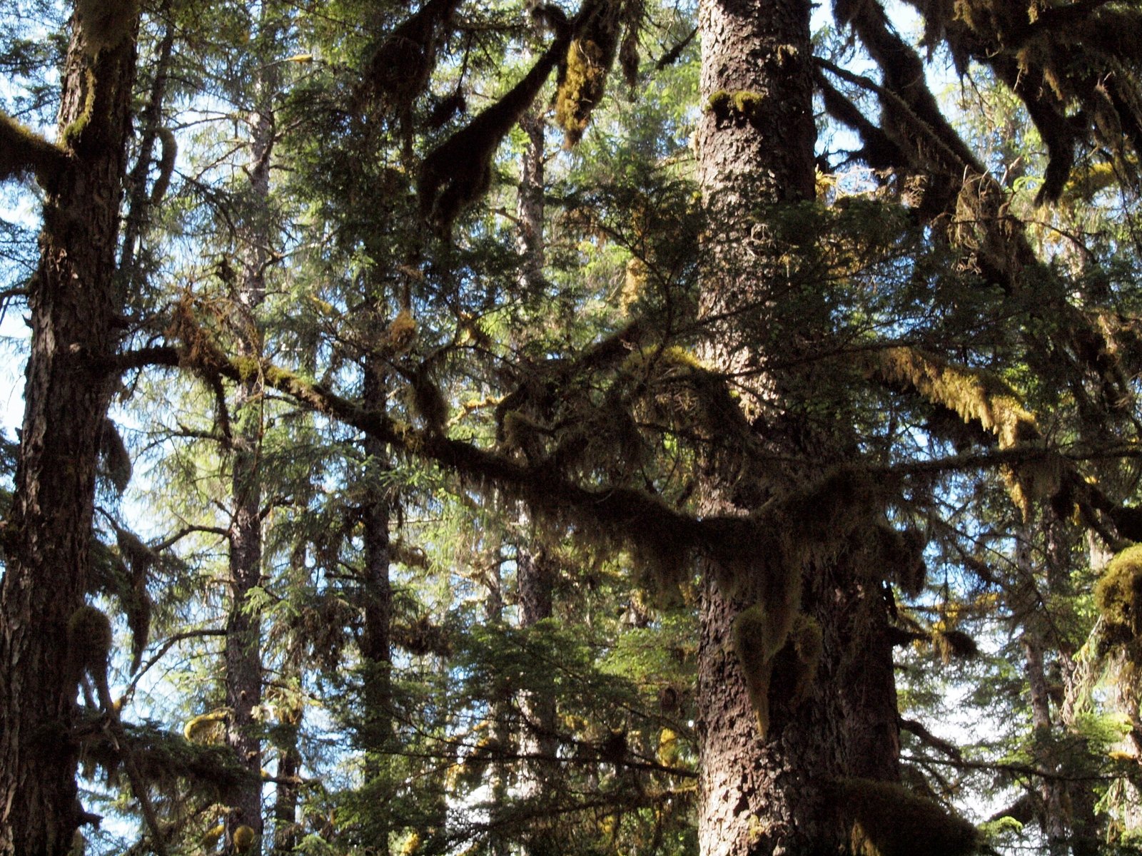 The Ancient Giants: Trees That Tell Stories (image credits: wikimedia)