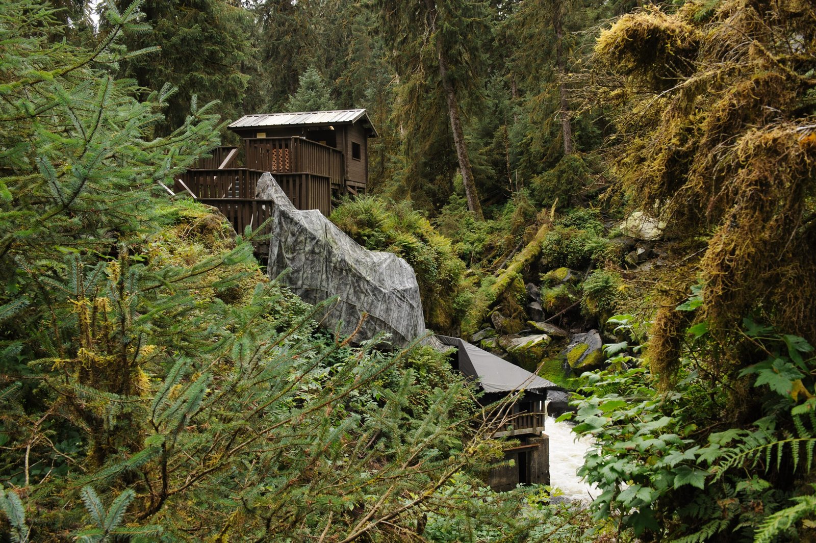 Wildlife Galore: The Spirit of the Tongass (image credits: wikimedia)