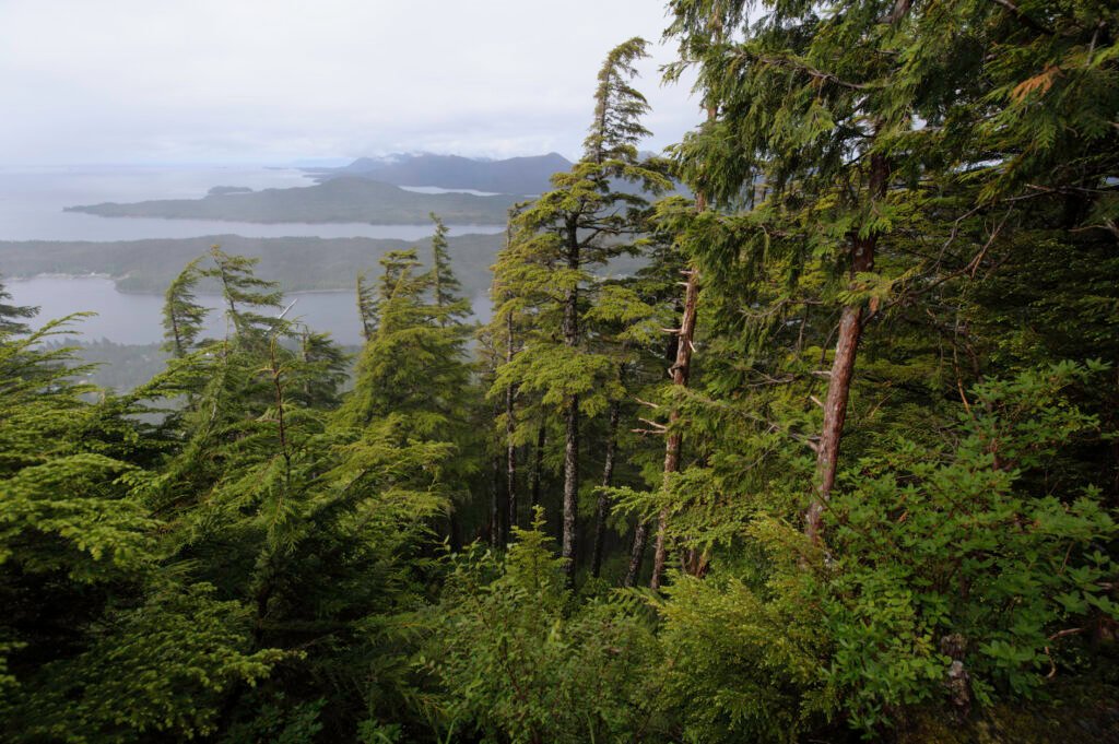 The Tongass National Forest: Preserving America's Largest Temperate Rainforest