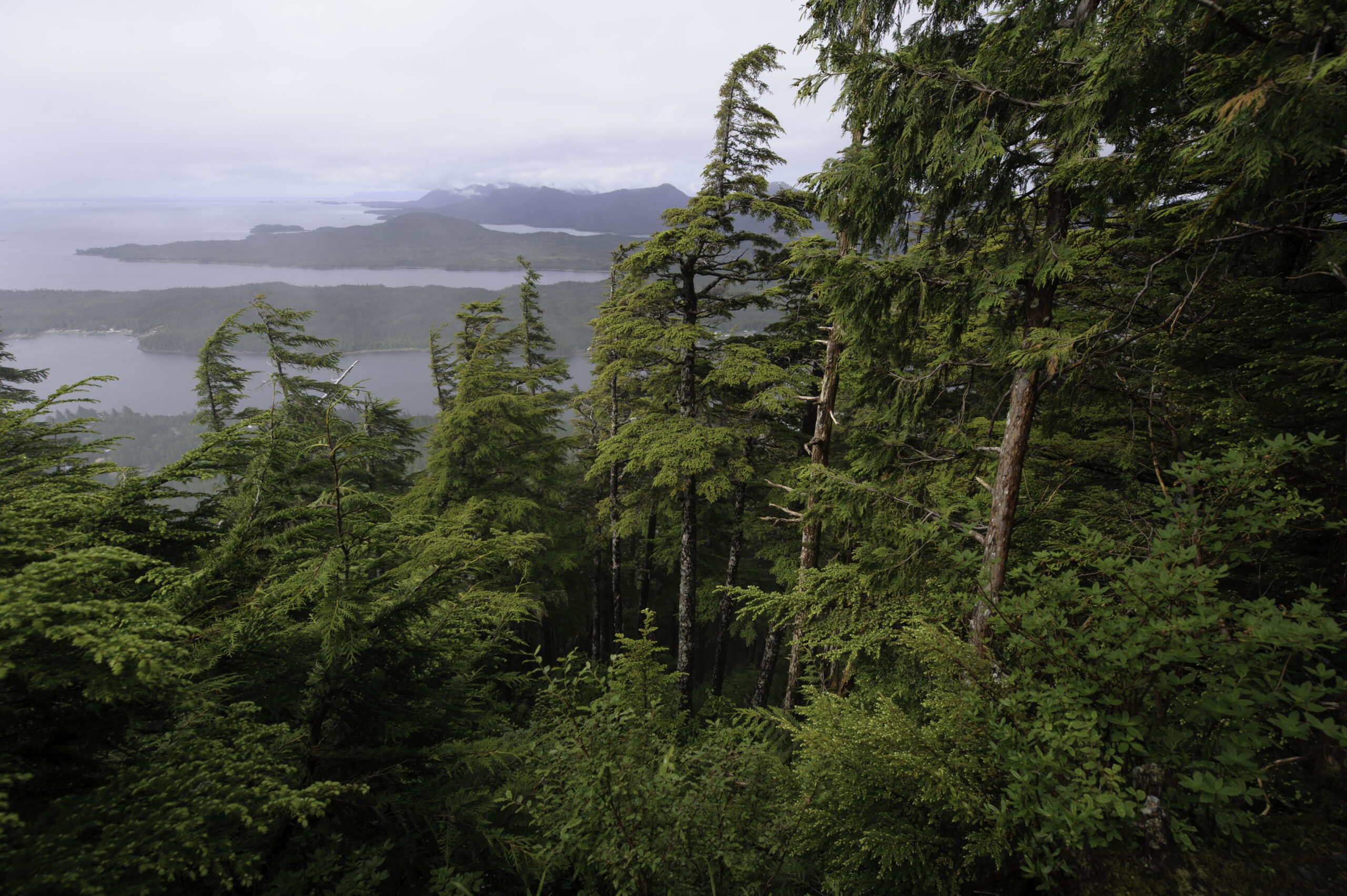 The Tongass National Forest: Preserving America’s Largest Temperate Rainforest