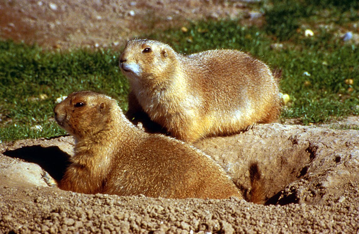 The Unexpected Sophistication of Prairie Dog Communication (image credits: wikimedia)