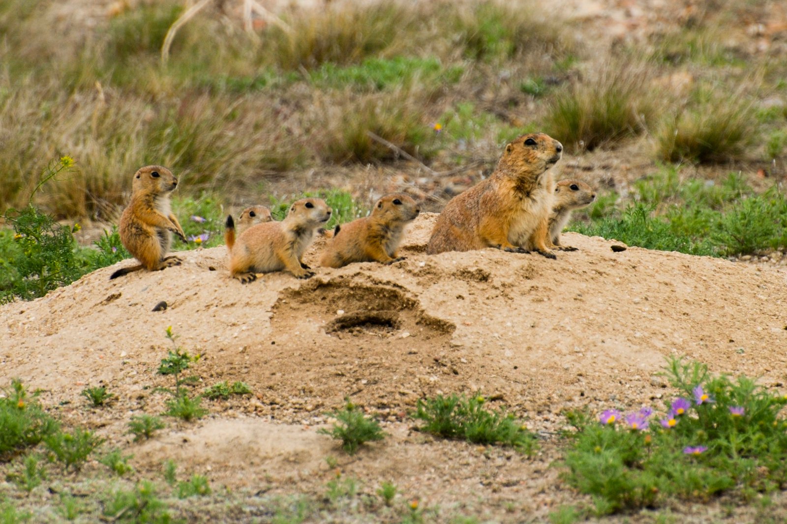 How Scientists Deciphered Prairie Dog Language (image credits: wikimedia)