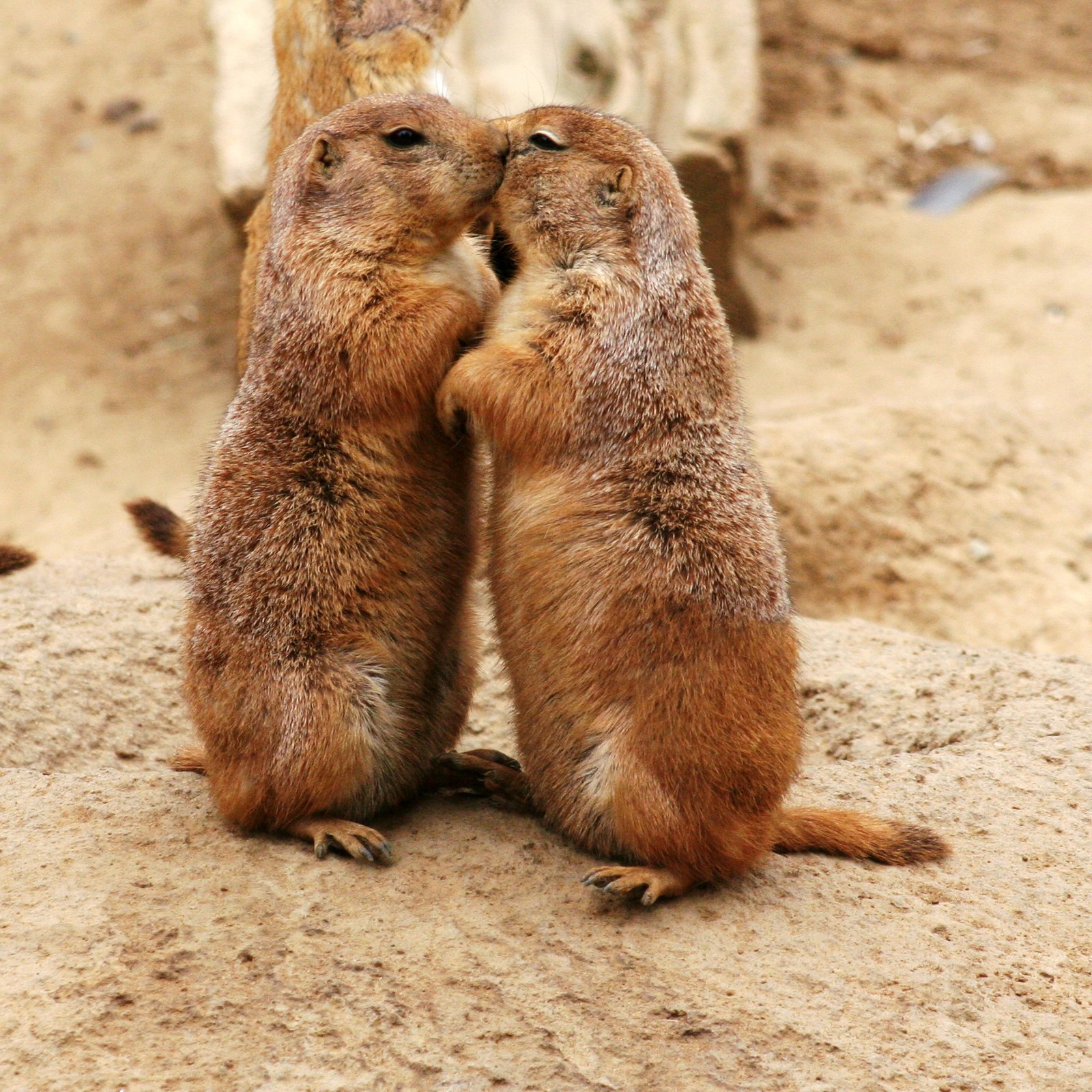 Prairie Dogs: Social Architects of the Plains (image credits: wikimedia)