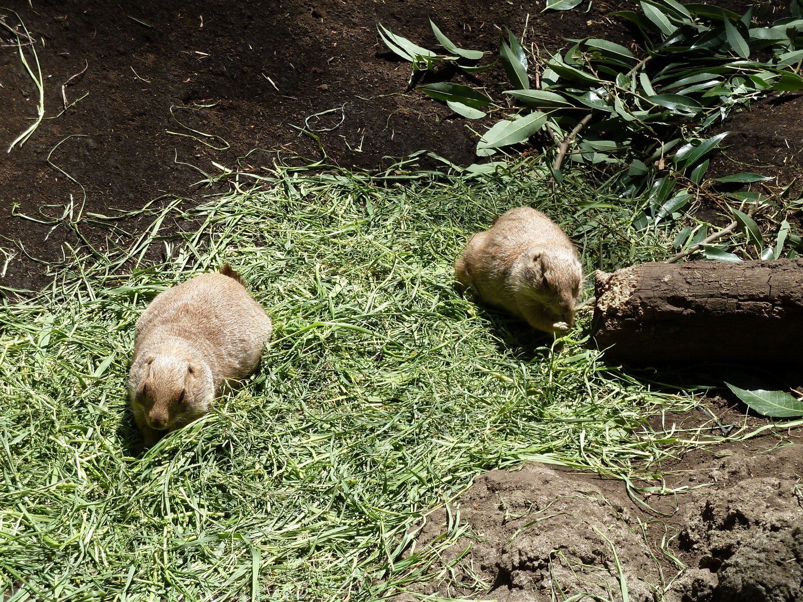 Learning the Language: A Prairie Dog’s Upbringing (image credits: wikimedia)