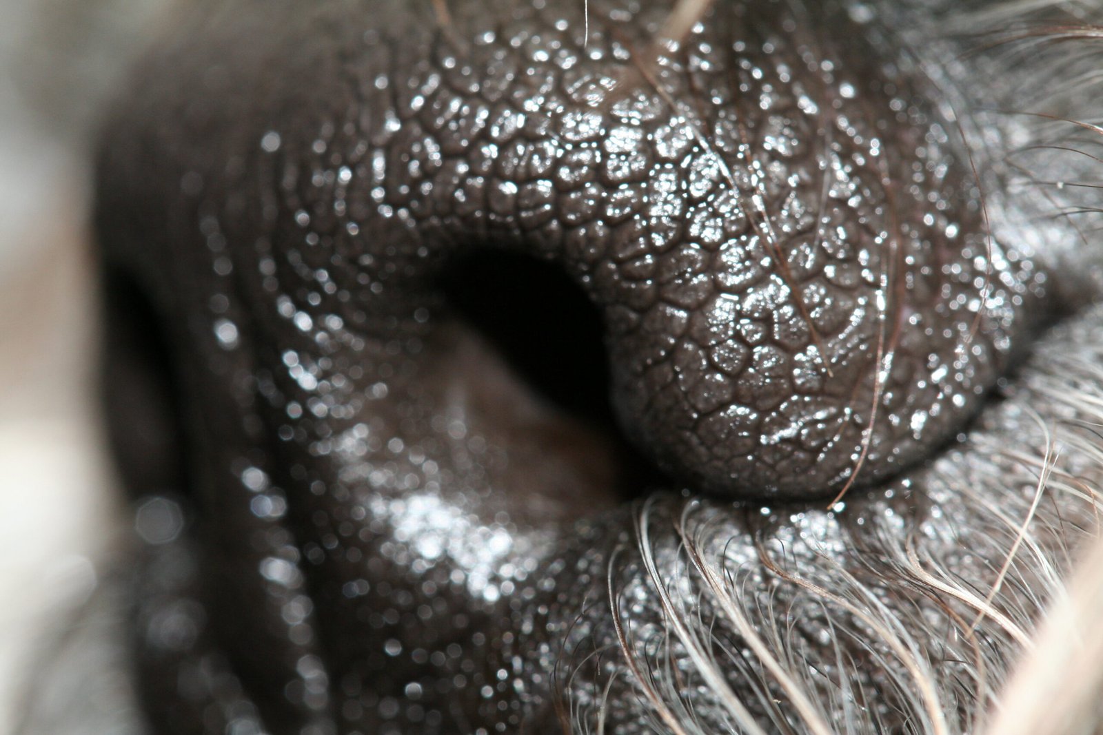 The World’s Best Noses: Why Dogs? (image credits: wikimedia)