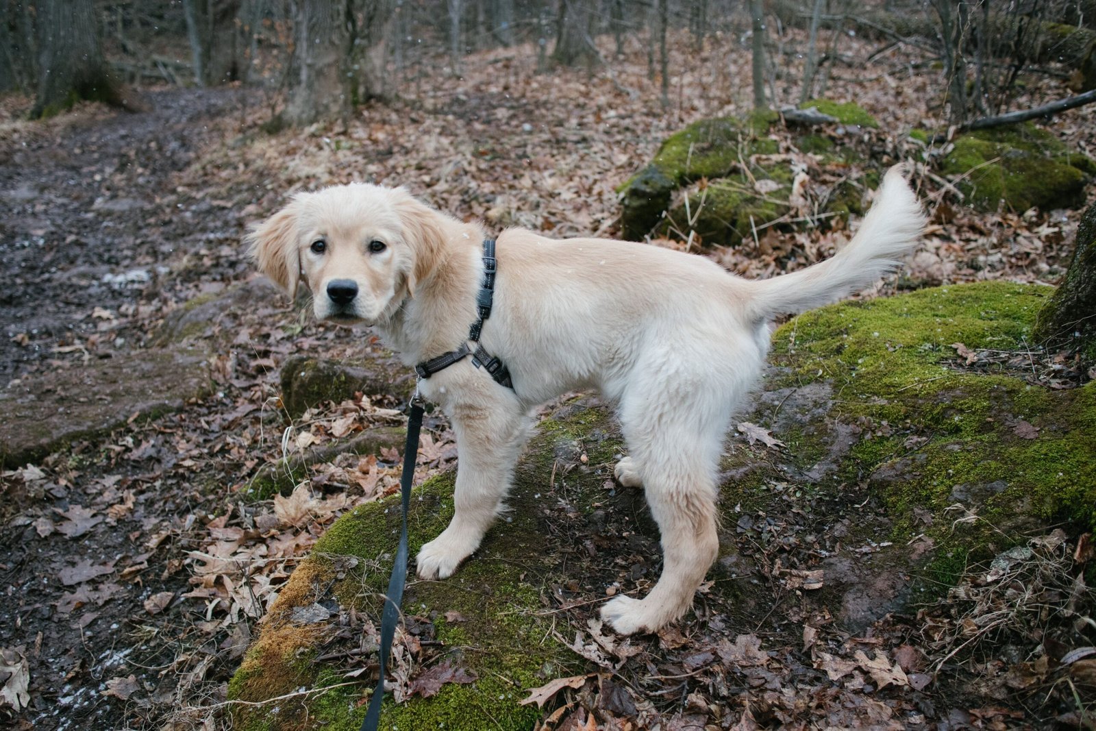 The Science of Scent: What Are Conservation Dogs Searching For? (image credits: wikimedia)
