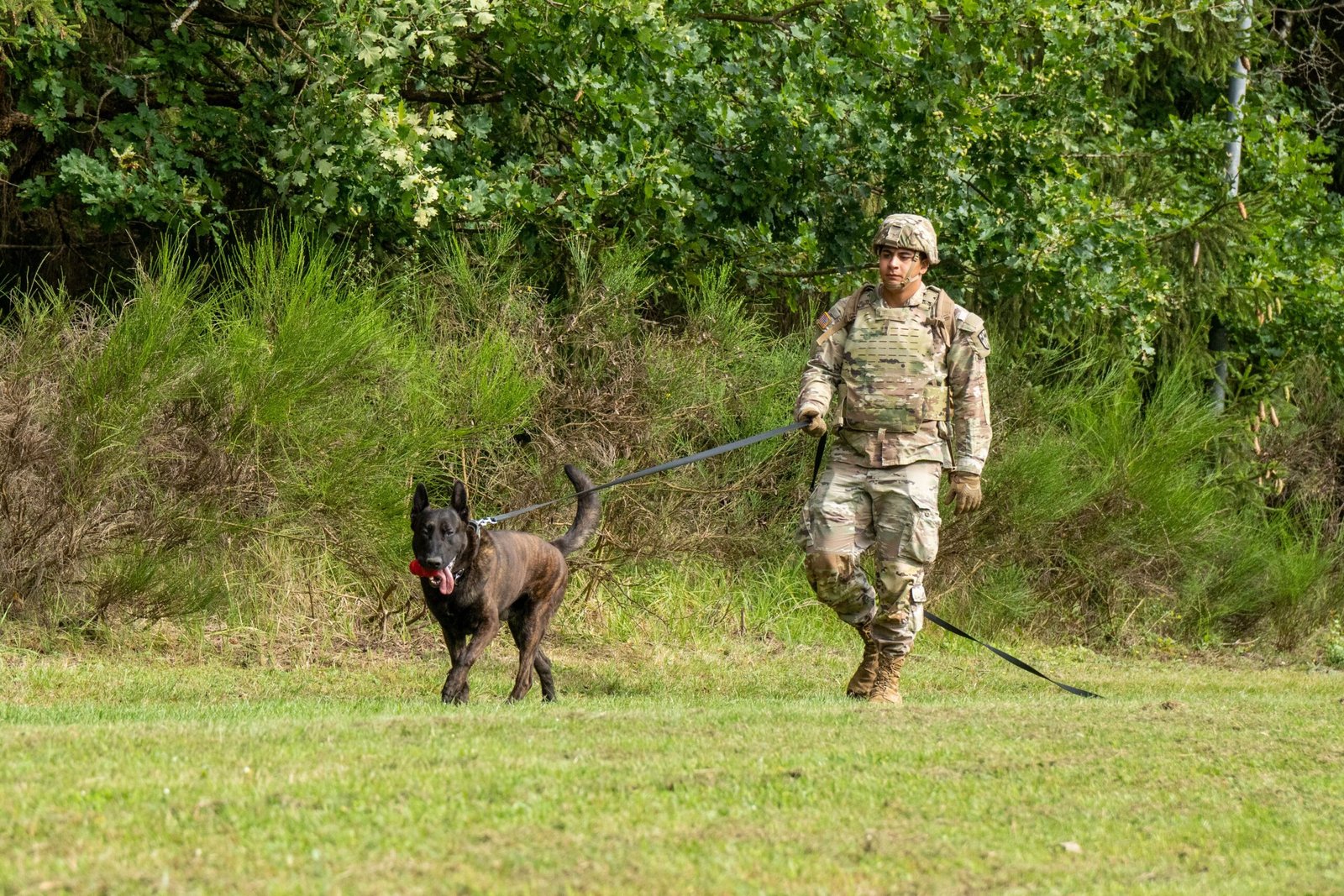 Building the Bond: Handler and Dog as a Team (image credits: wikimedia)