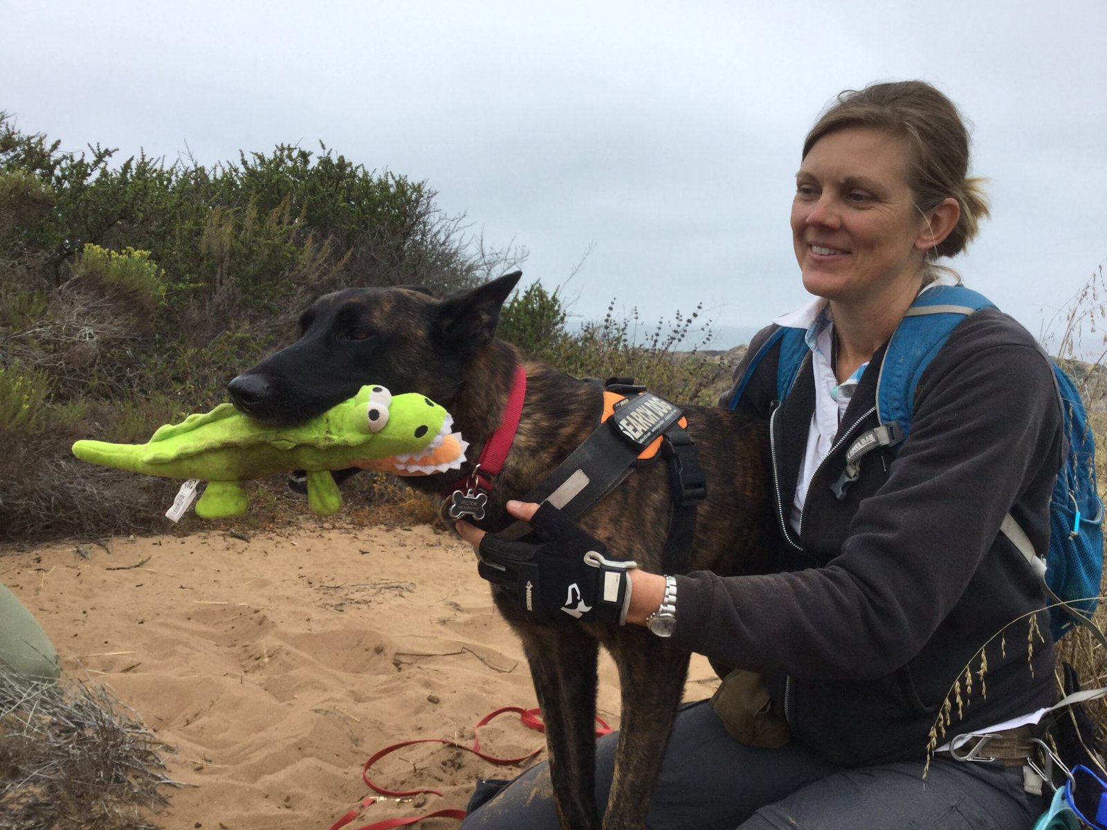 Why Conservation Dogs Matter: Impact Beyond the Nose (image credits: wikimedia)