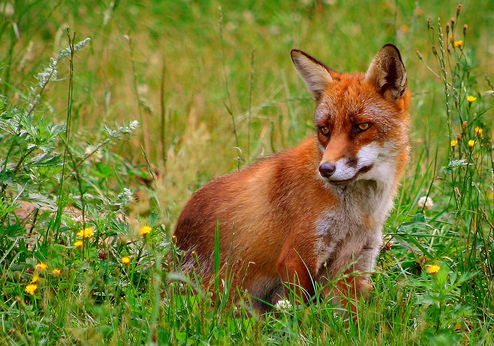 When Rewilding Fails—And Why (image credits: wikimedia)