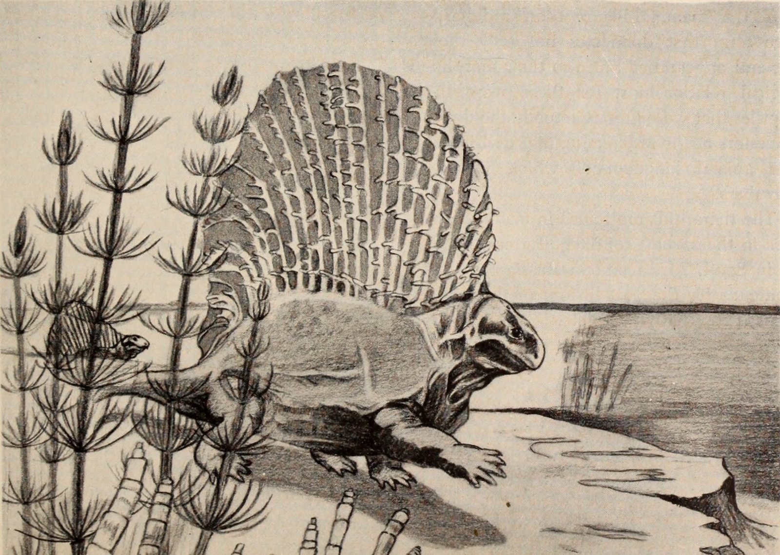 Dimetrodon: The Sail-Backed Wonder (image credits: wikimedia)